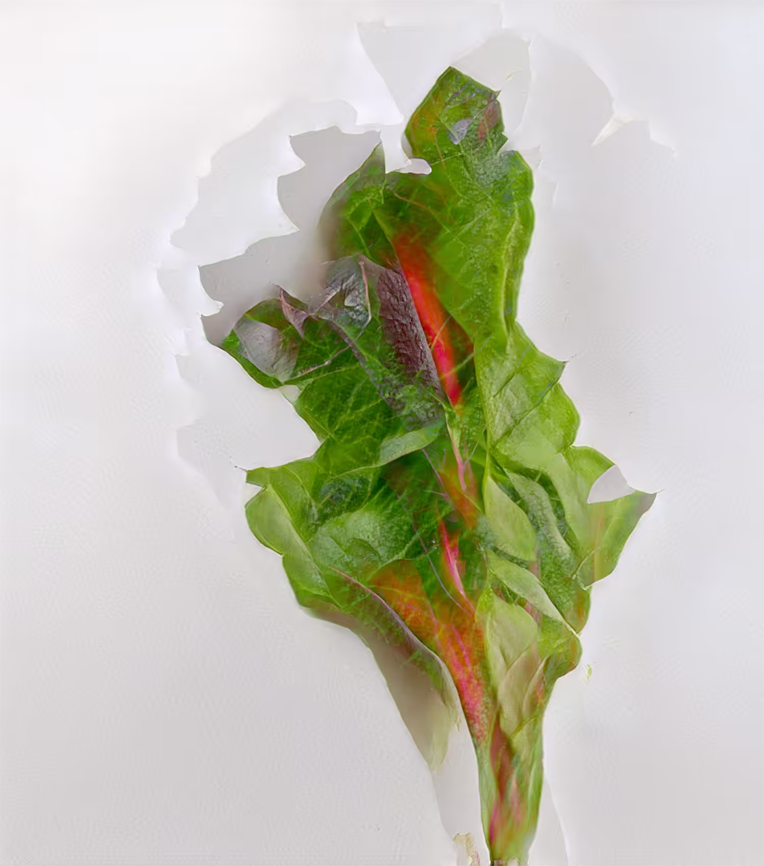 Latenttuce, the Greenest NFT Ever
