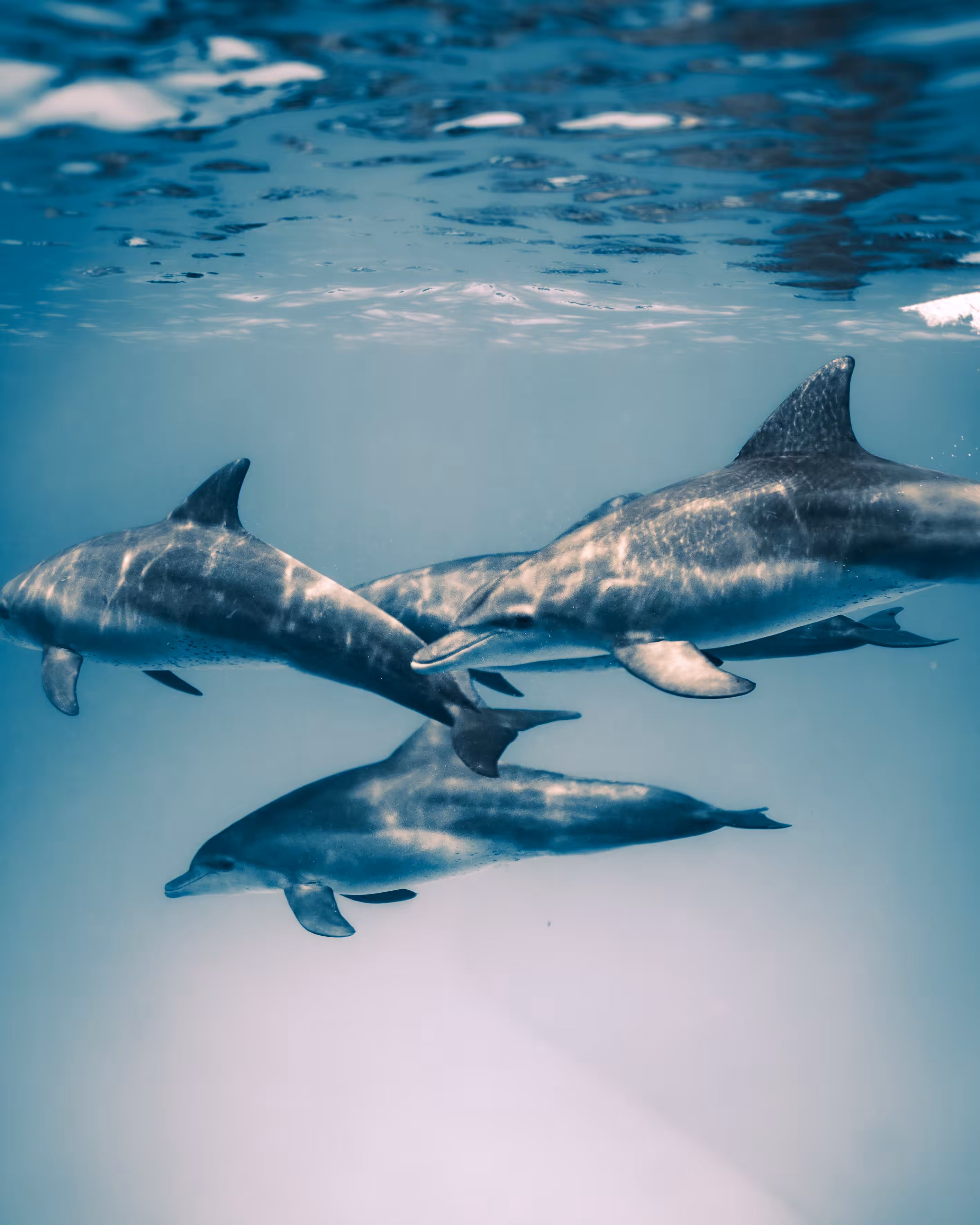 Watchers of The Sea