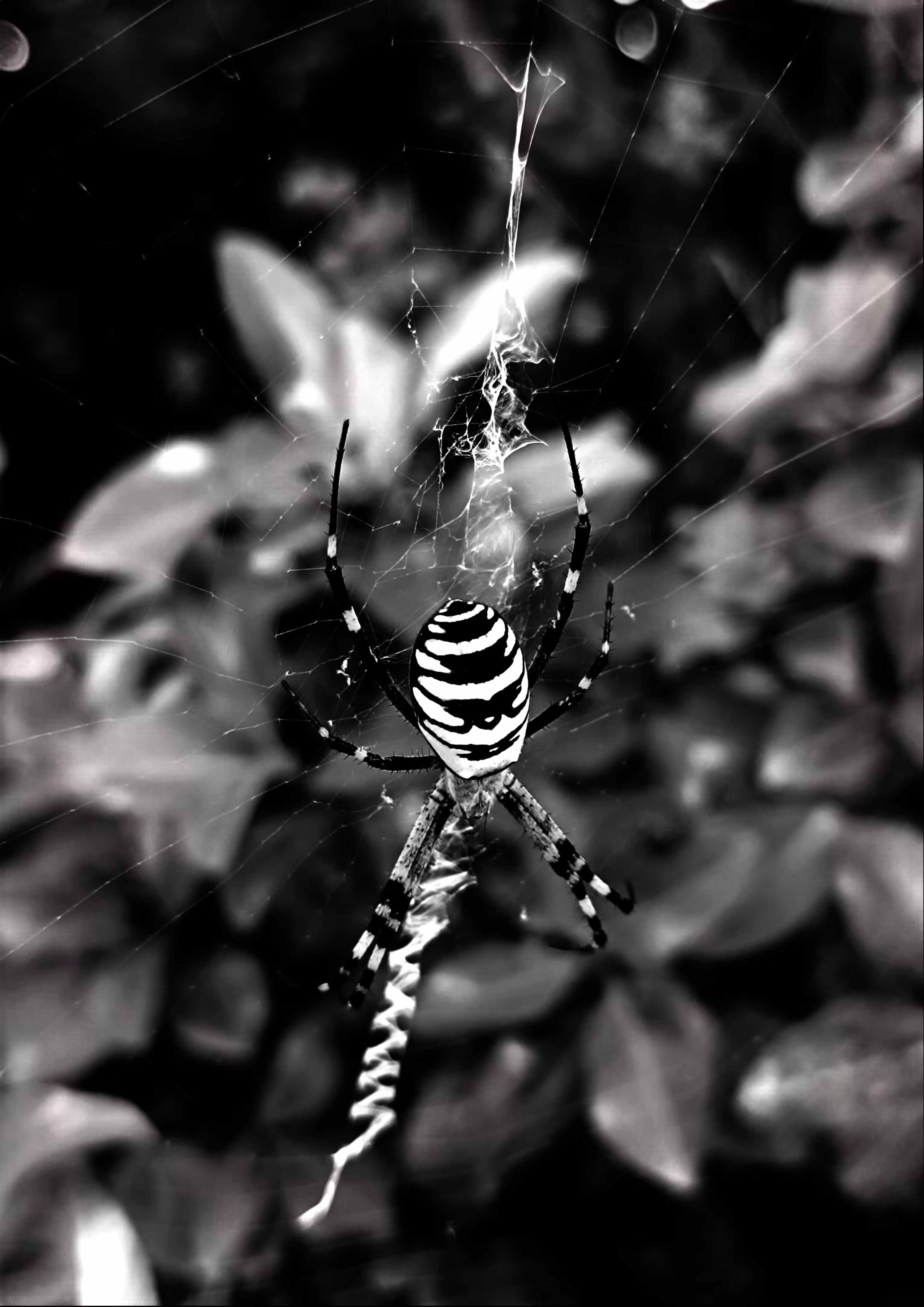Argiope