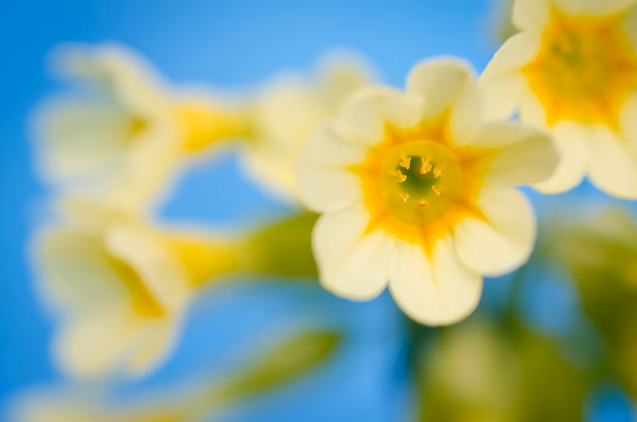 Flowers for peace 