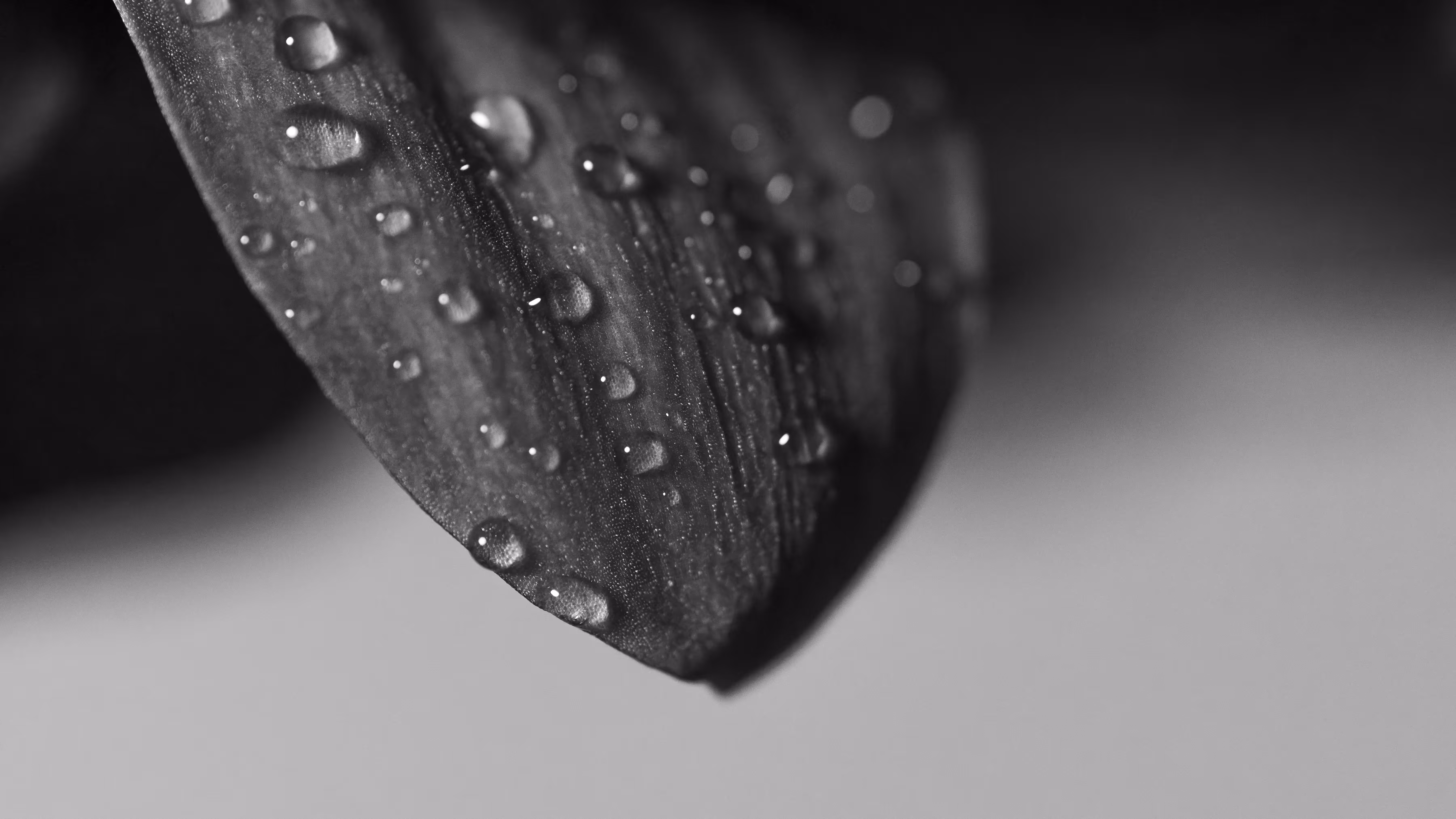 Flowers #2