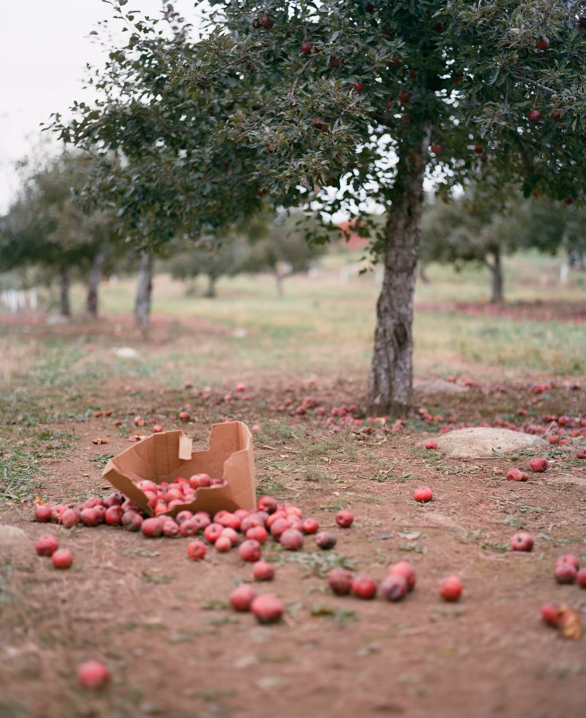 portrait of some apples that fell from a box