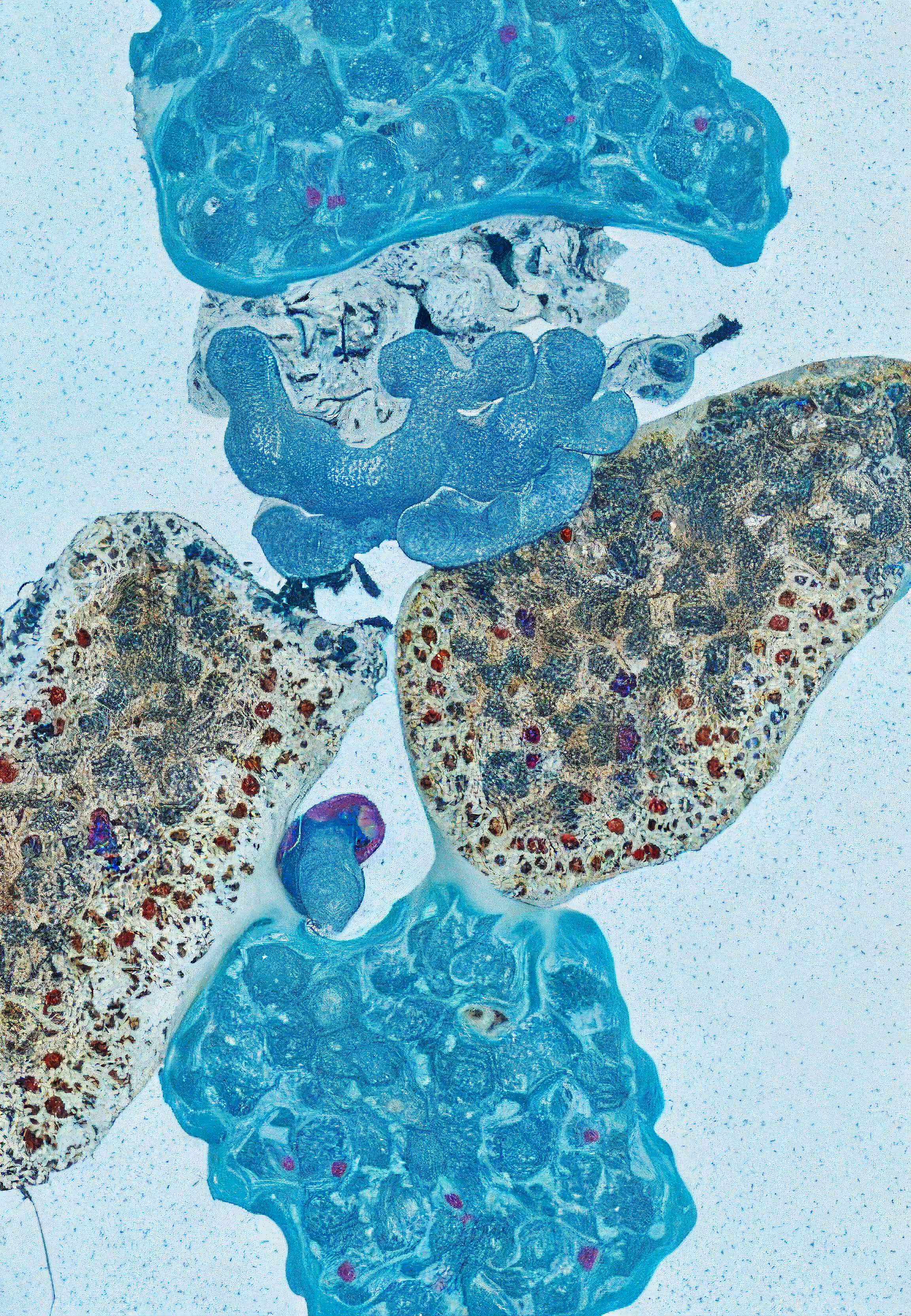 Histologia In Silico #15