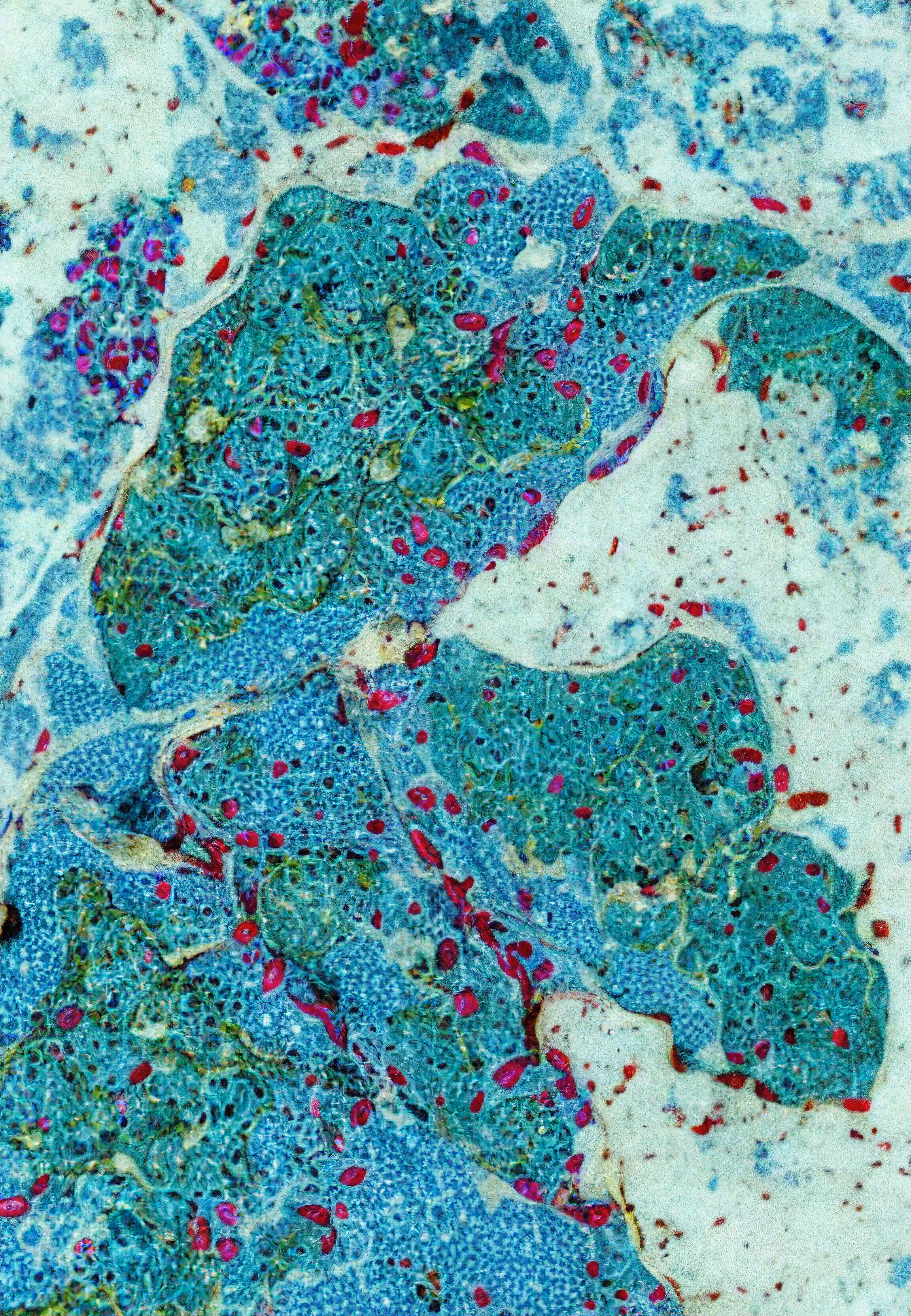 Histologia In Silico #240