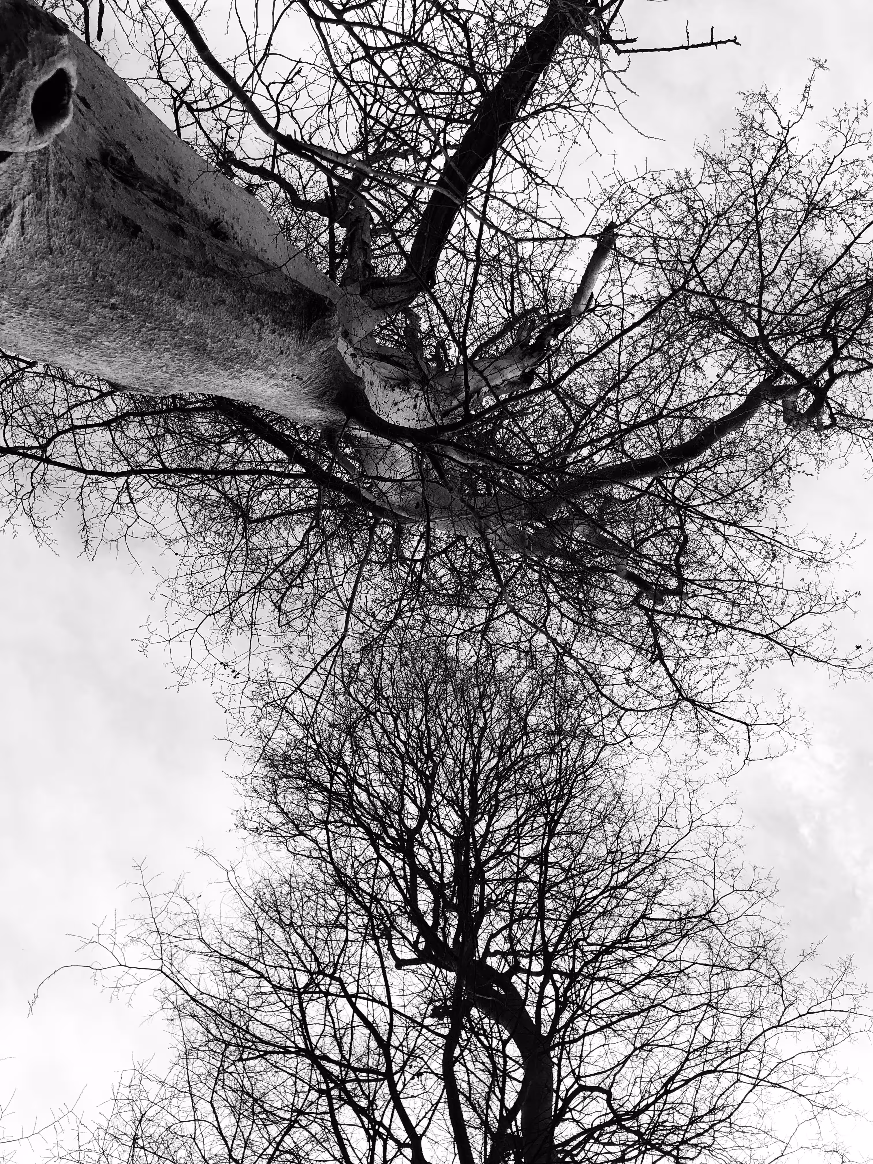 wonder trees
