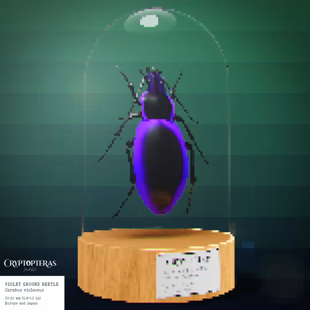 Violet Ground Beetle (Carabus Violaceus) - Cryptopteras