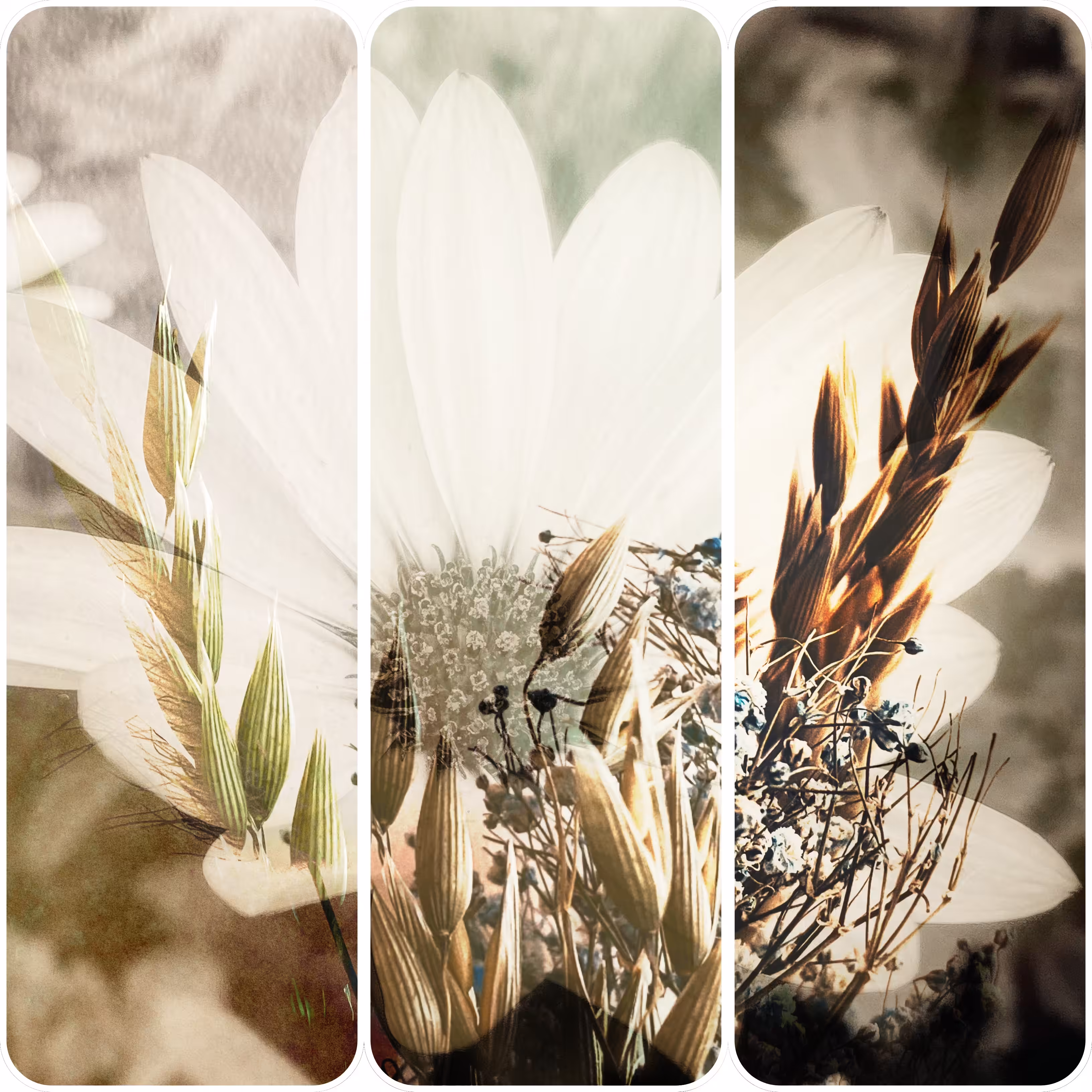 Floral Noise: Life in a Haze