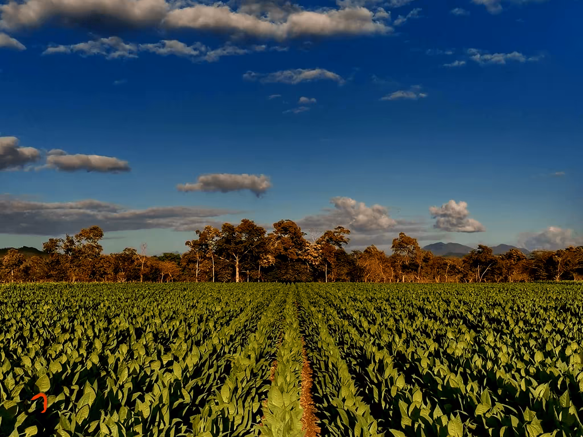 11. Tobacco Fields