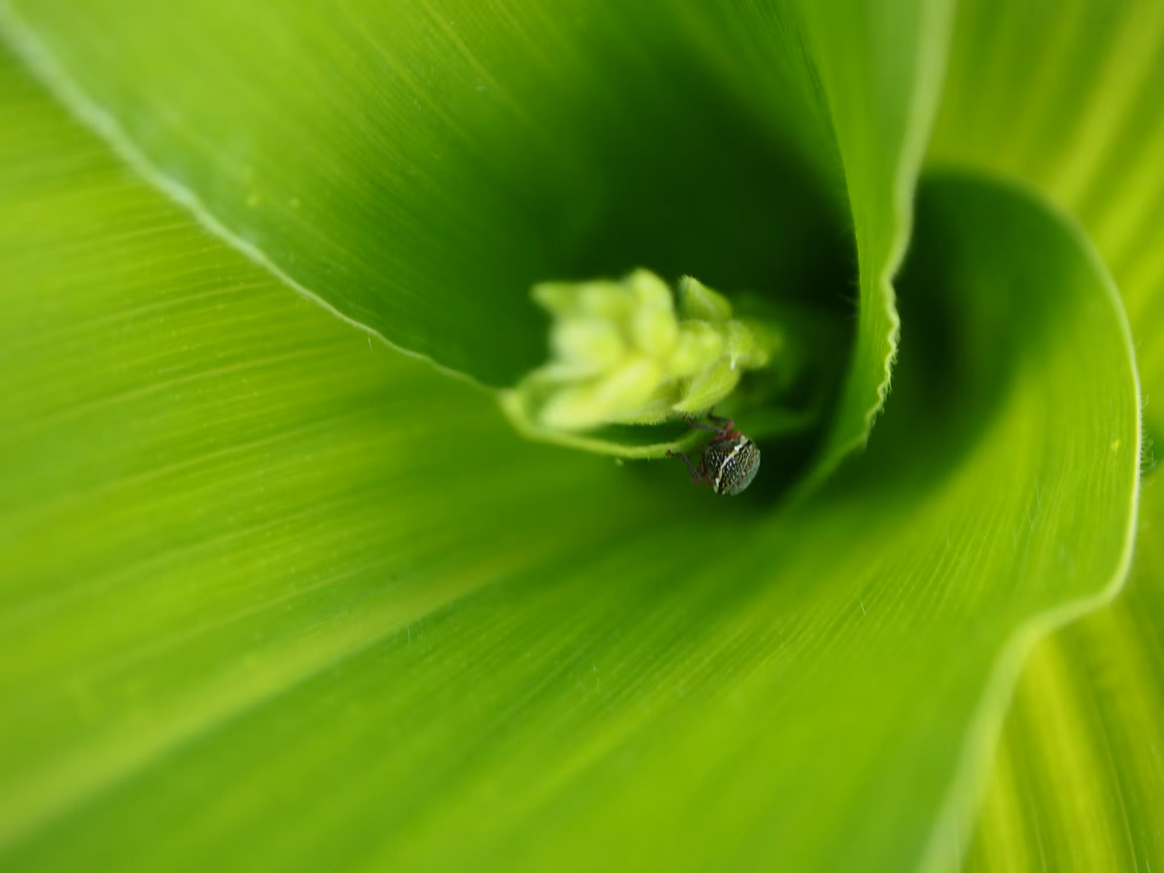 Journey of the Minuscule: Bug's Descent on a Corn Plant 