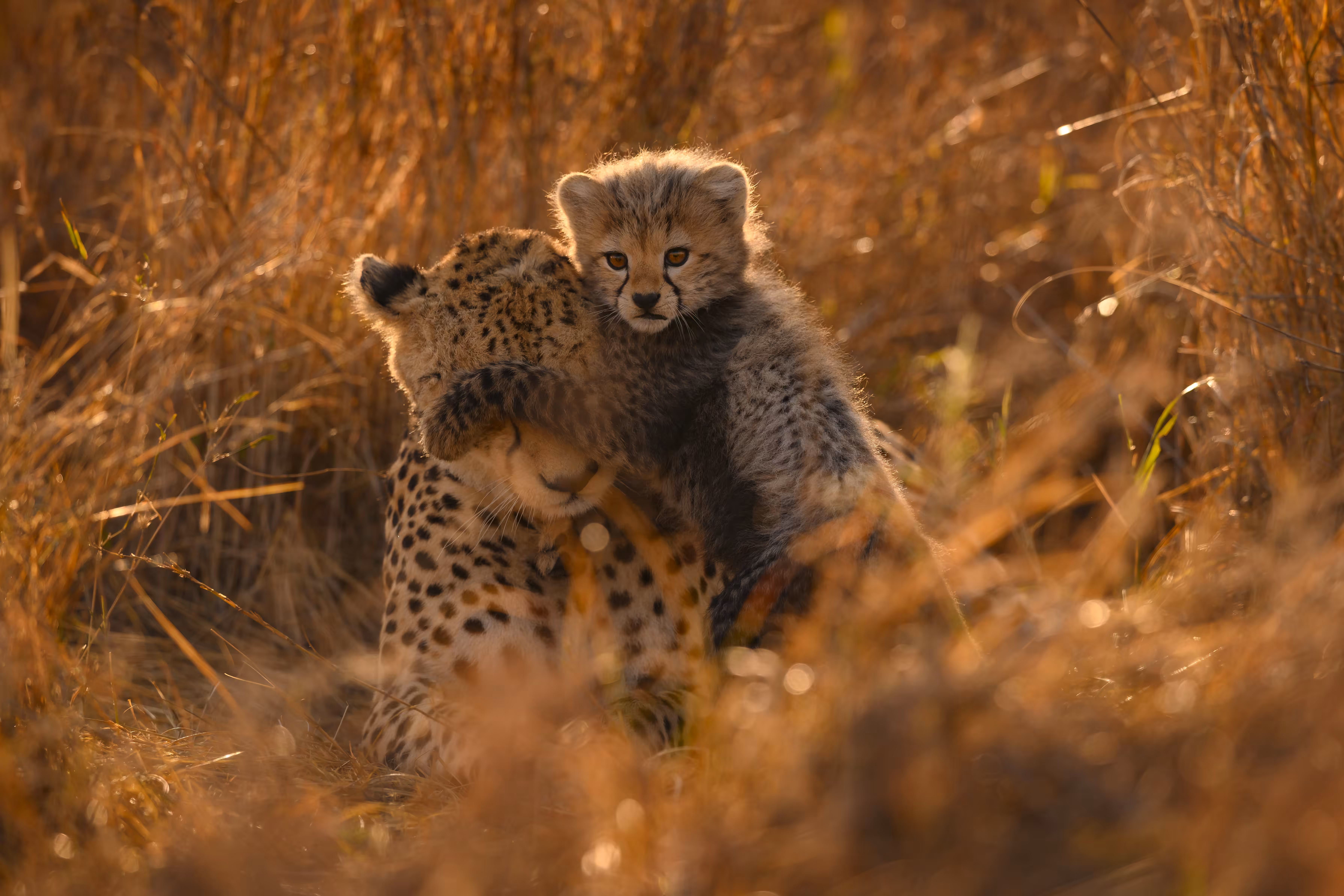 Hide & Seek!