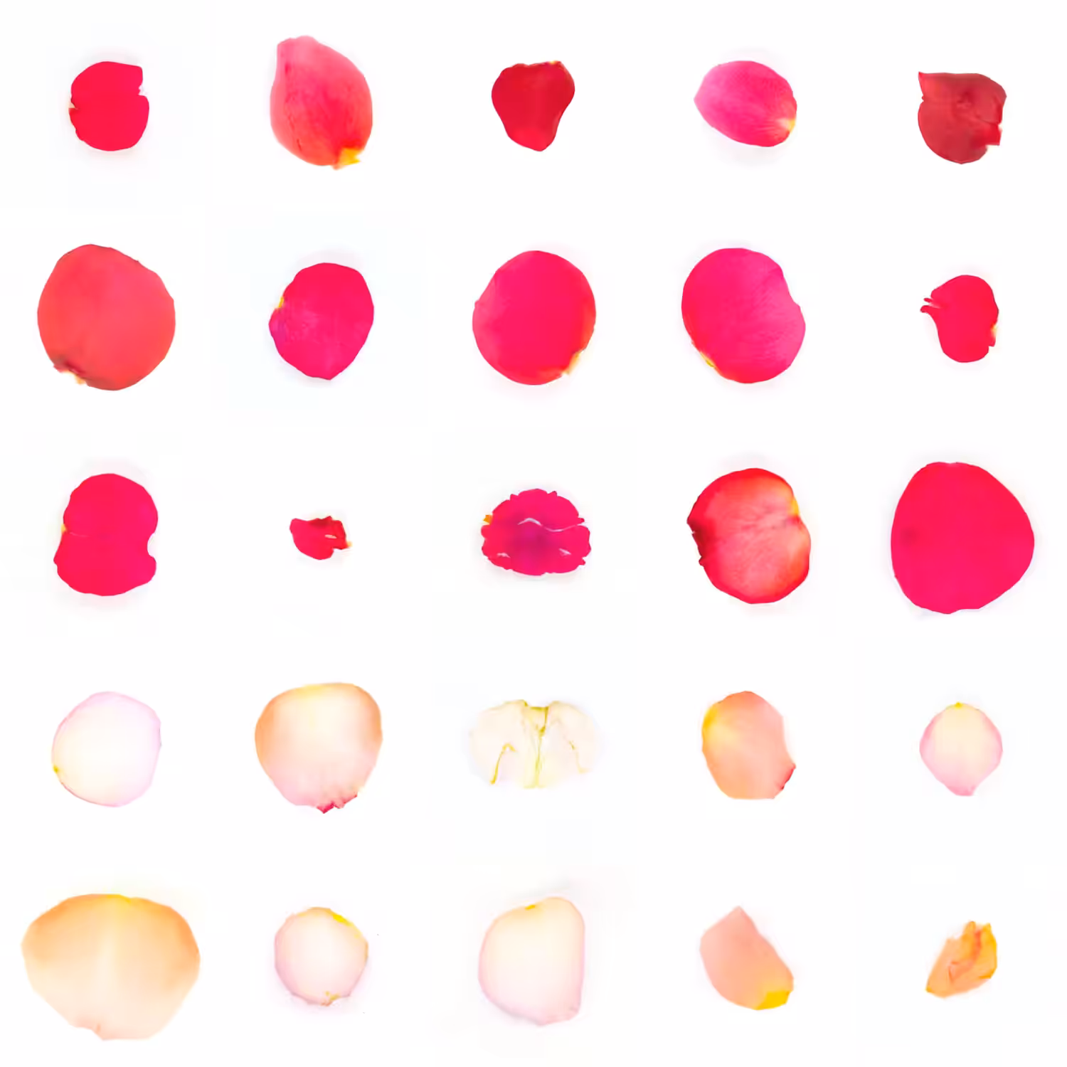 Infinite Petals 5x5#20649