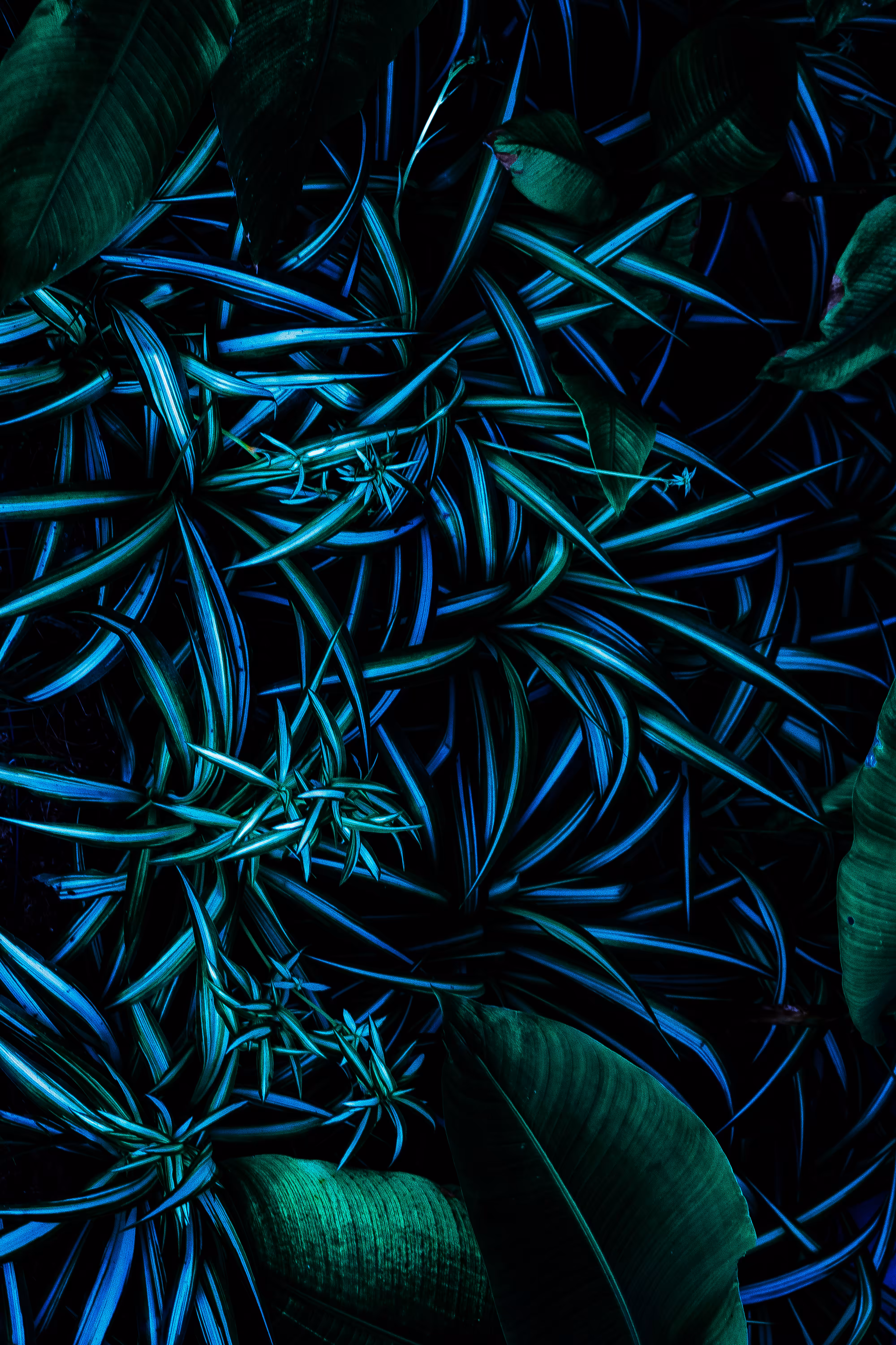 Blue Jungle