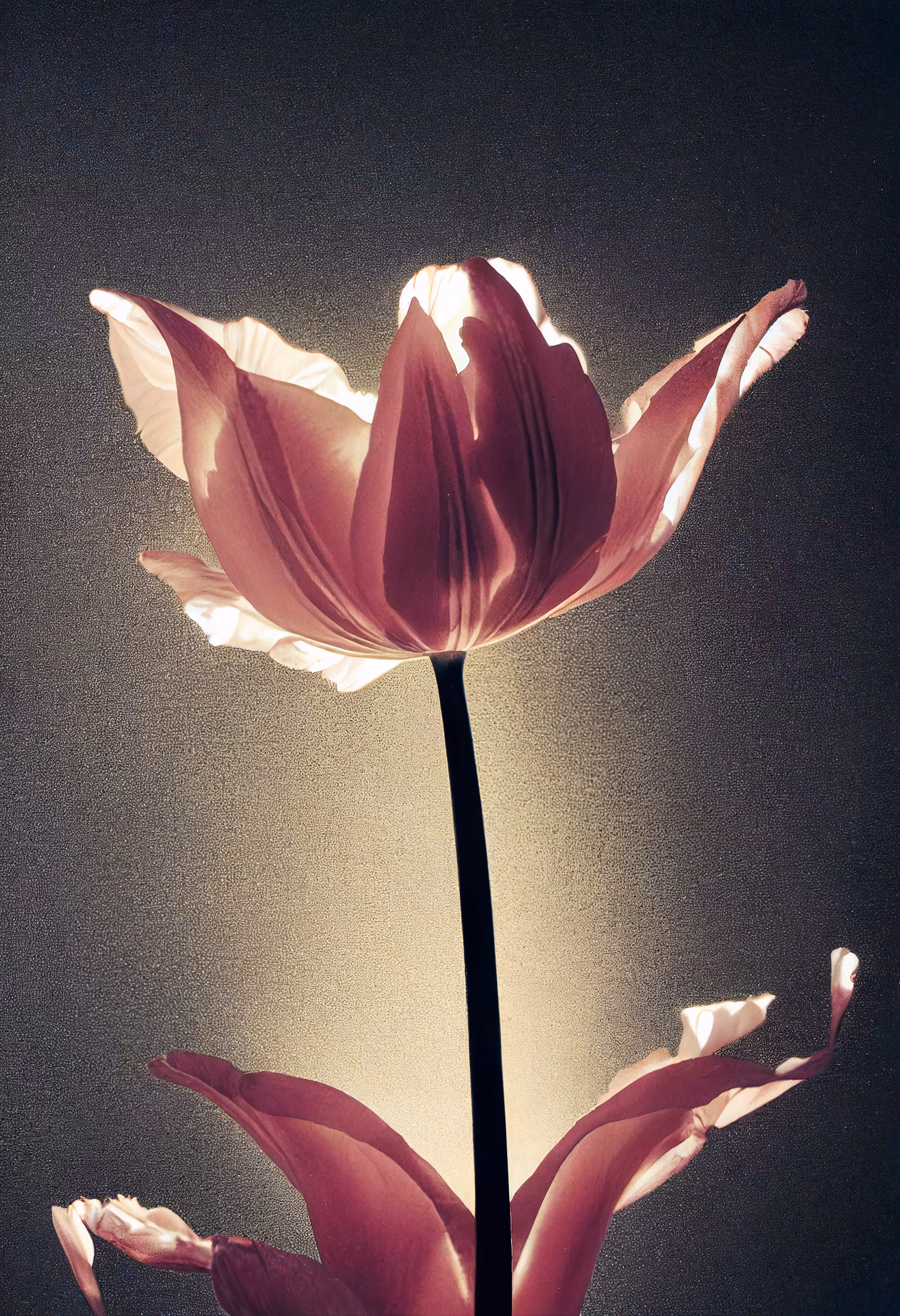 A Flower, Just For You. #49