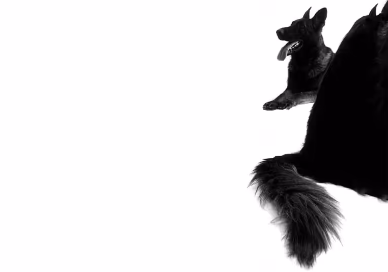 Dog style inside