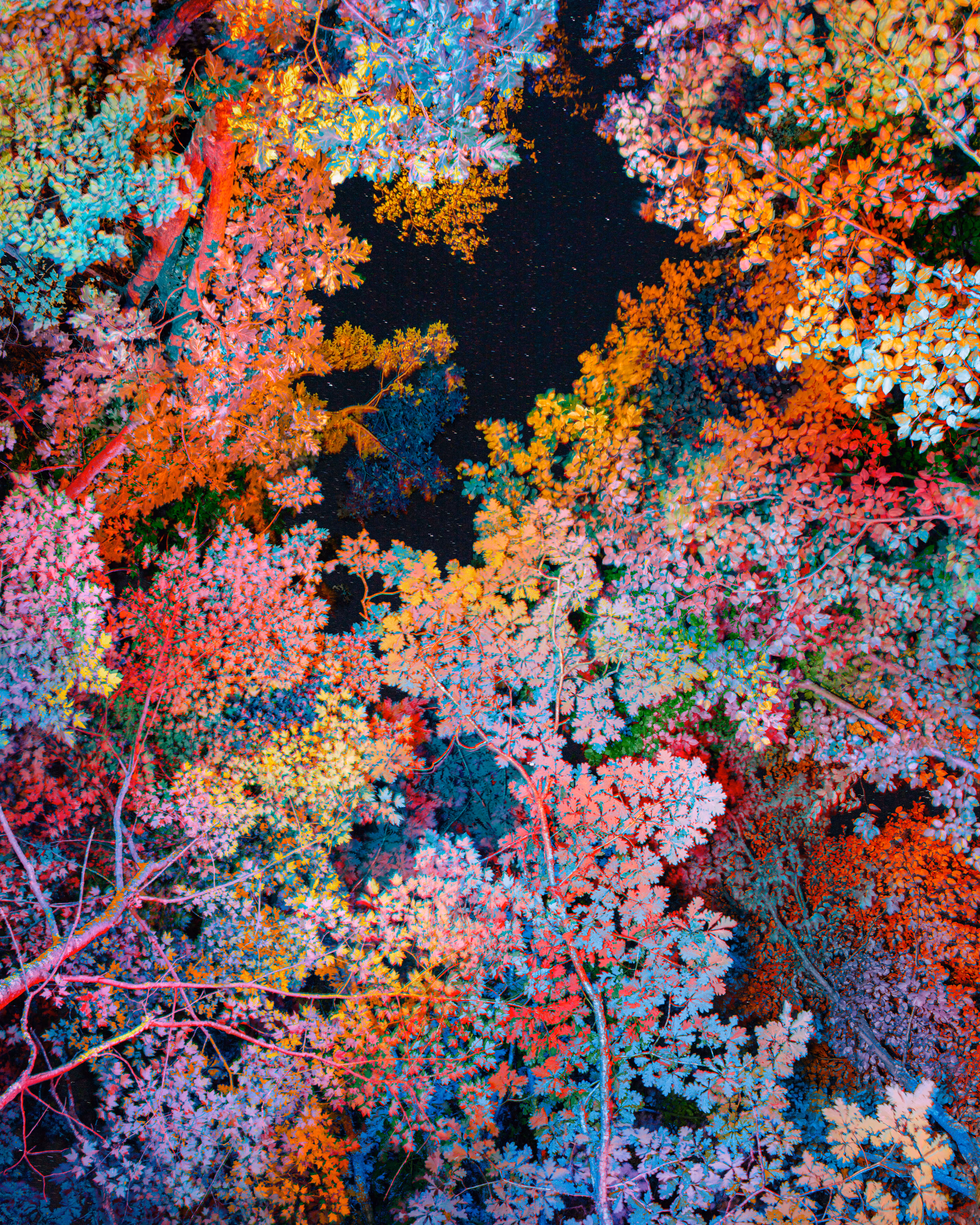 Canopy #14