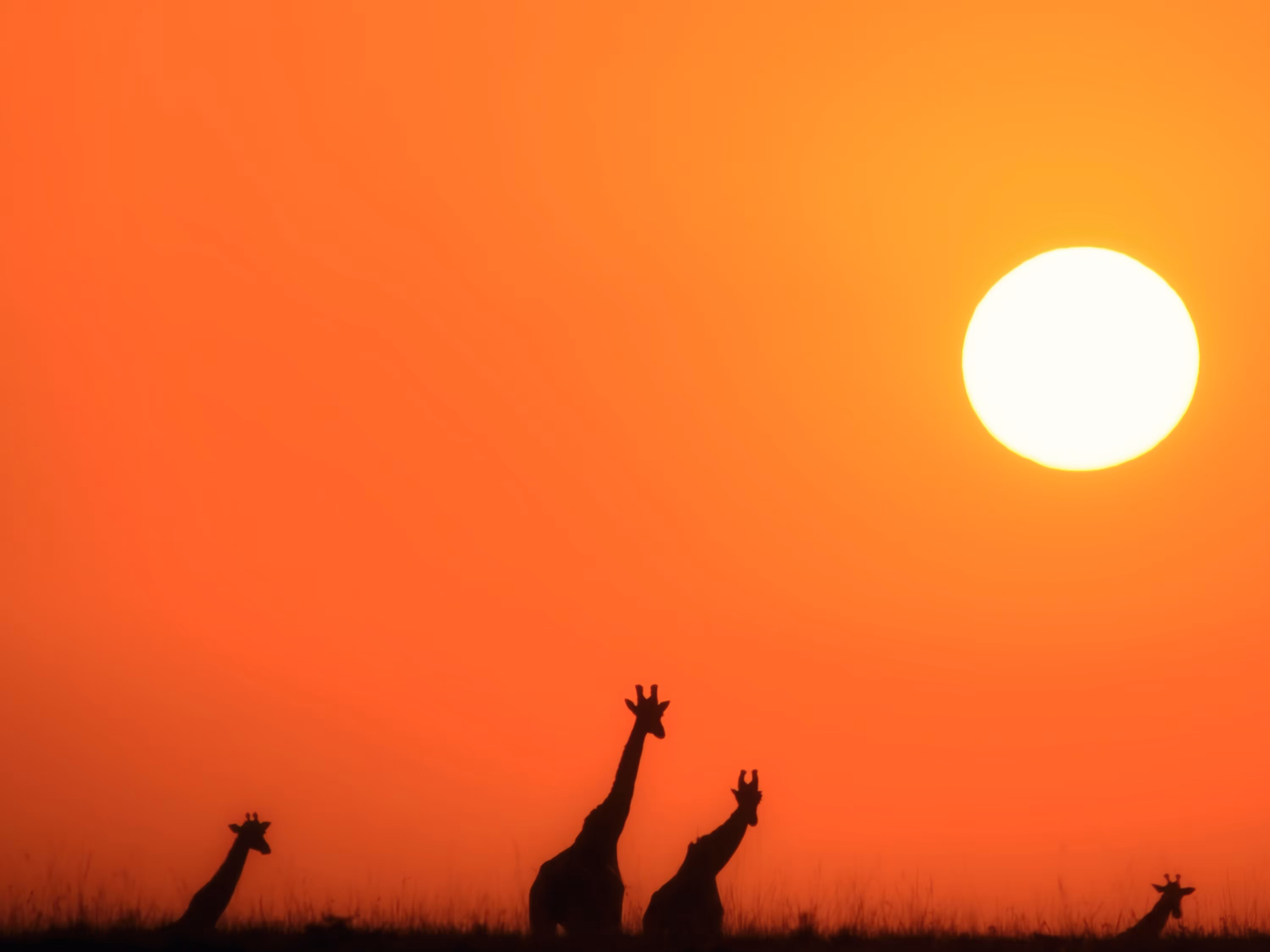 Masai Giraffes at Sunset