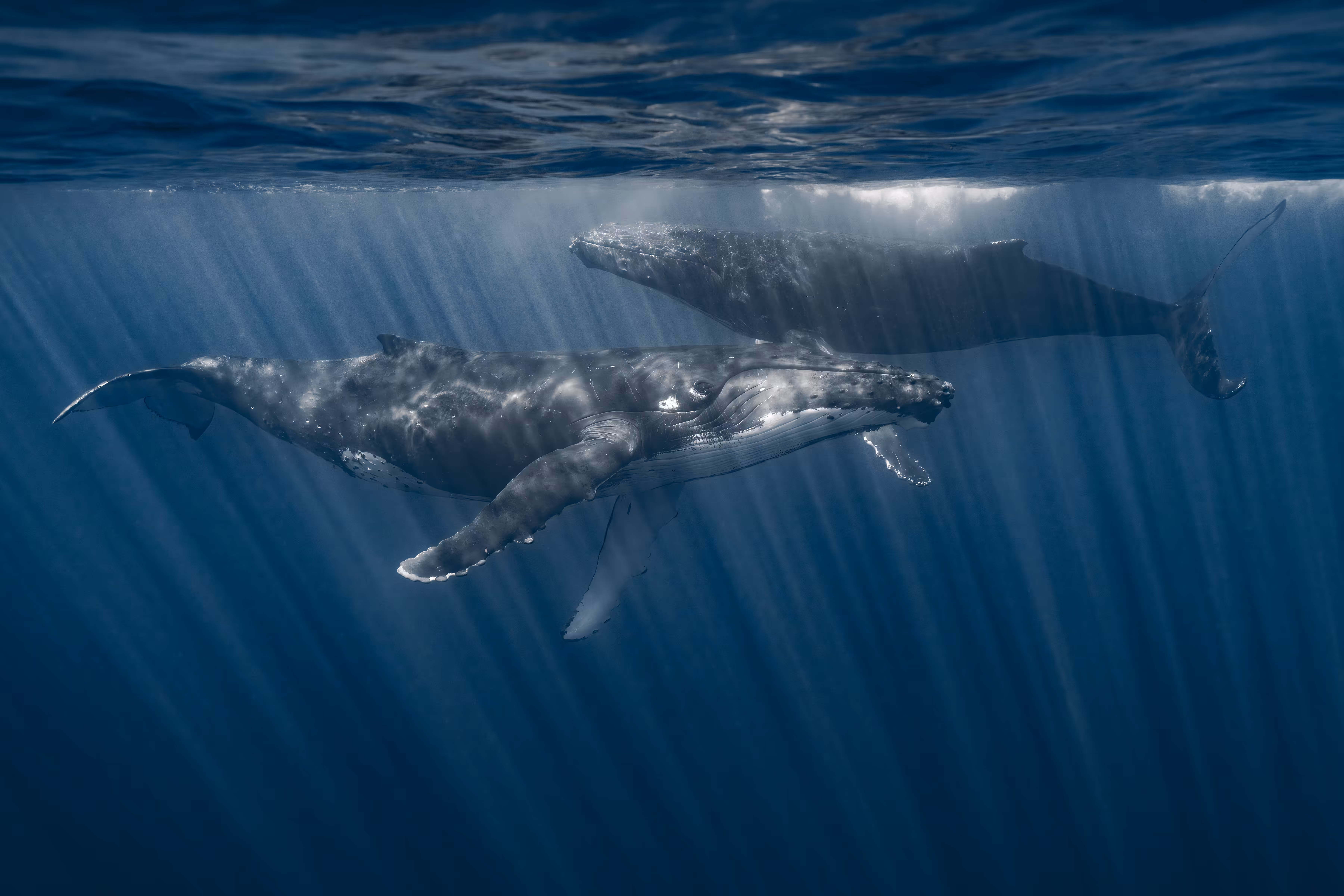 Ocean Love