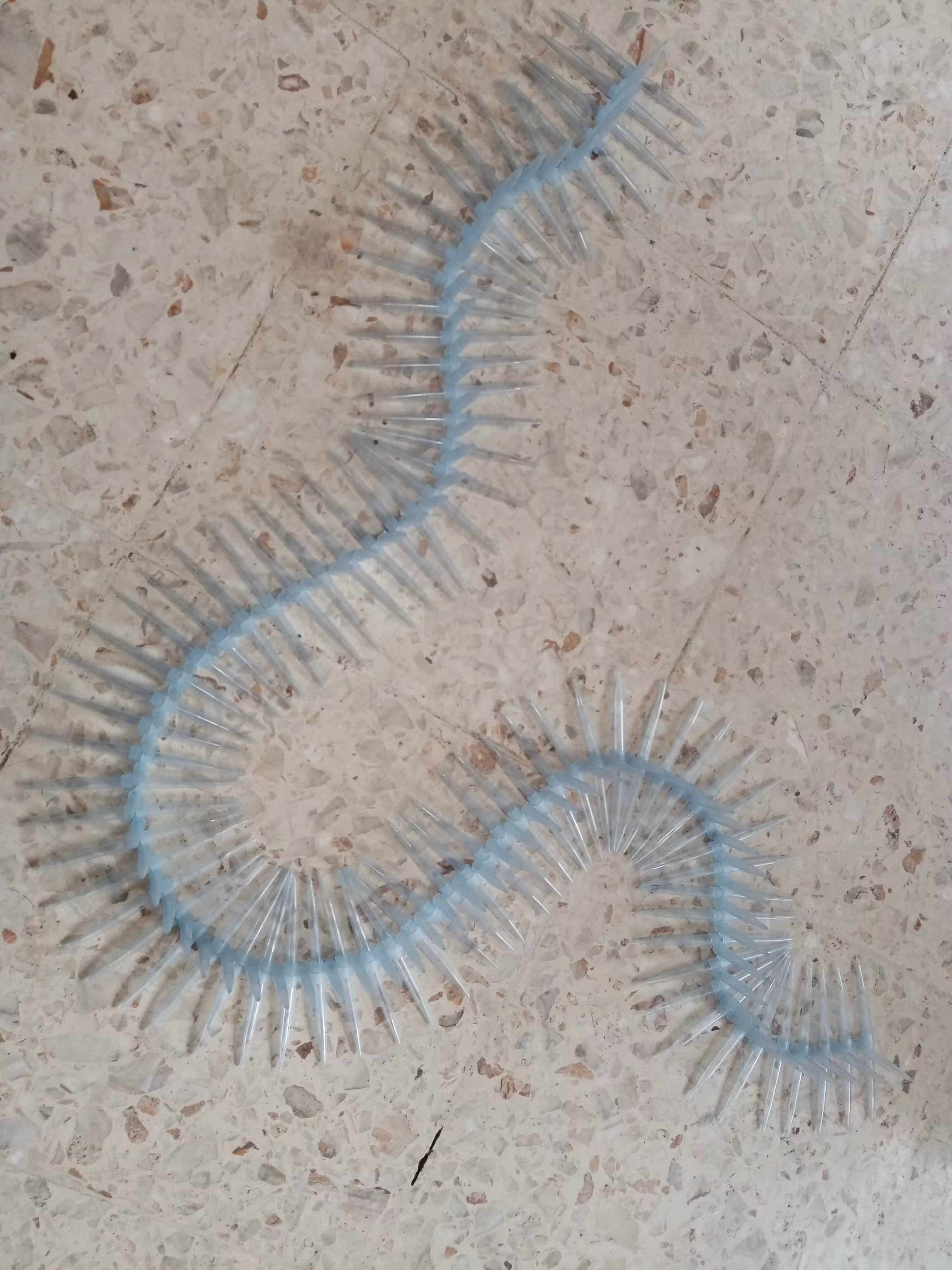 worm