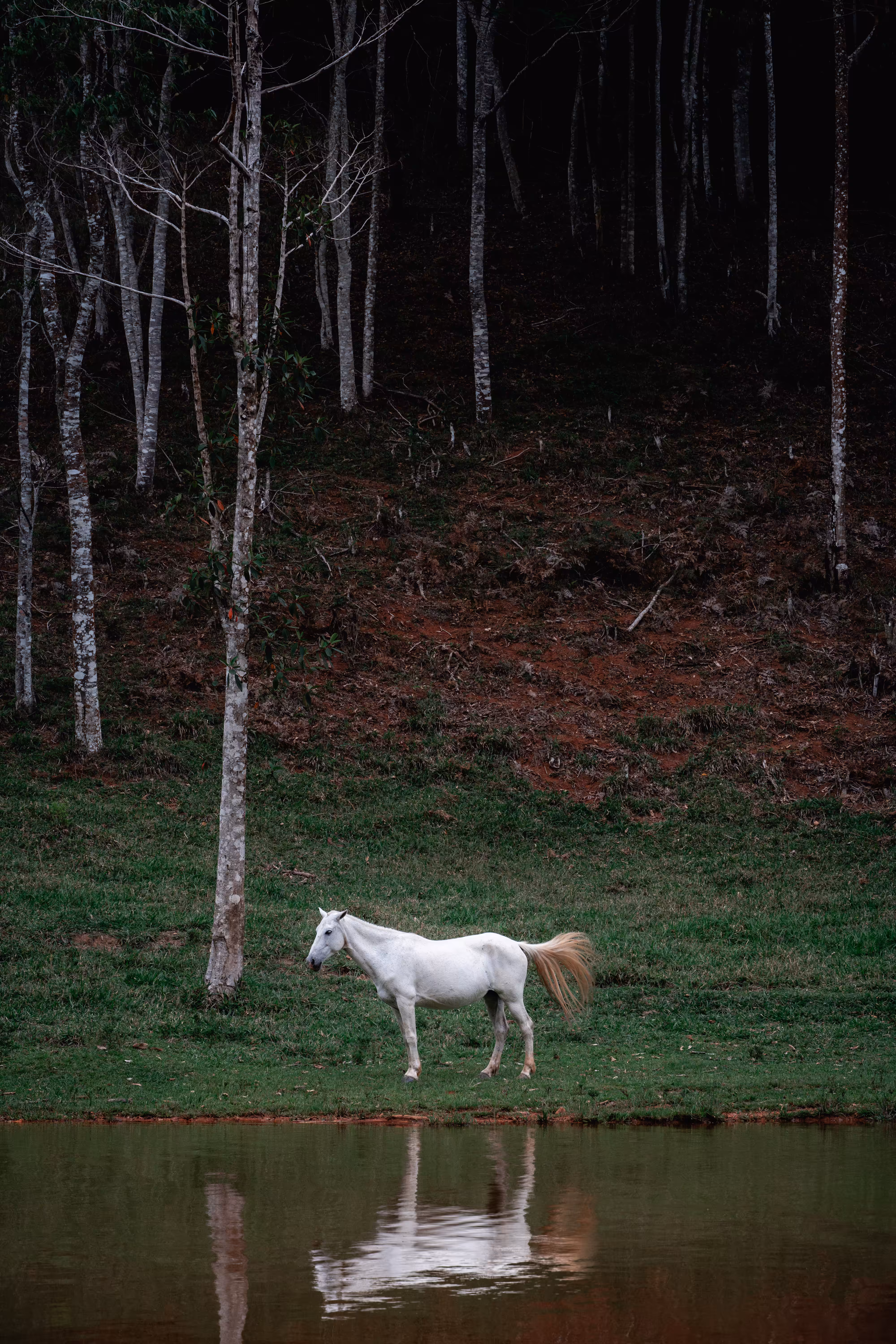 Neighbor's woodland horse