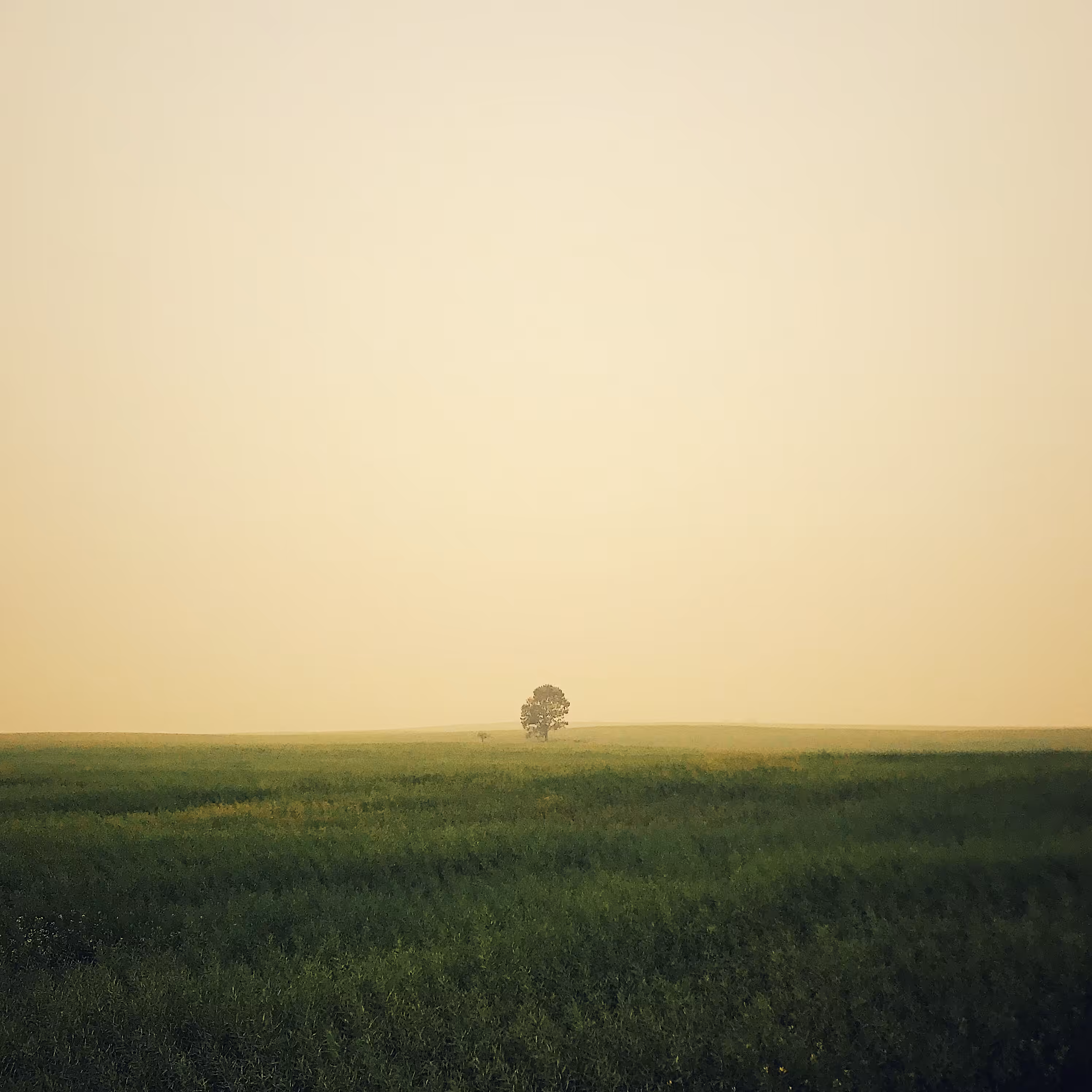 Lonely Field Tree 002
