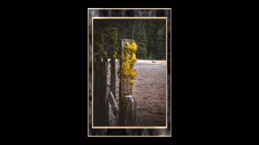 THE COLD COAST 06: "FOREST MOSS"