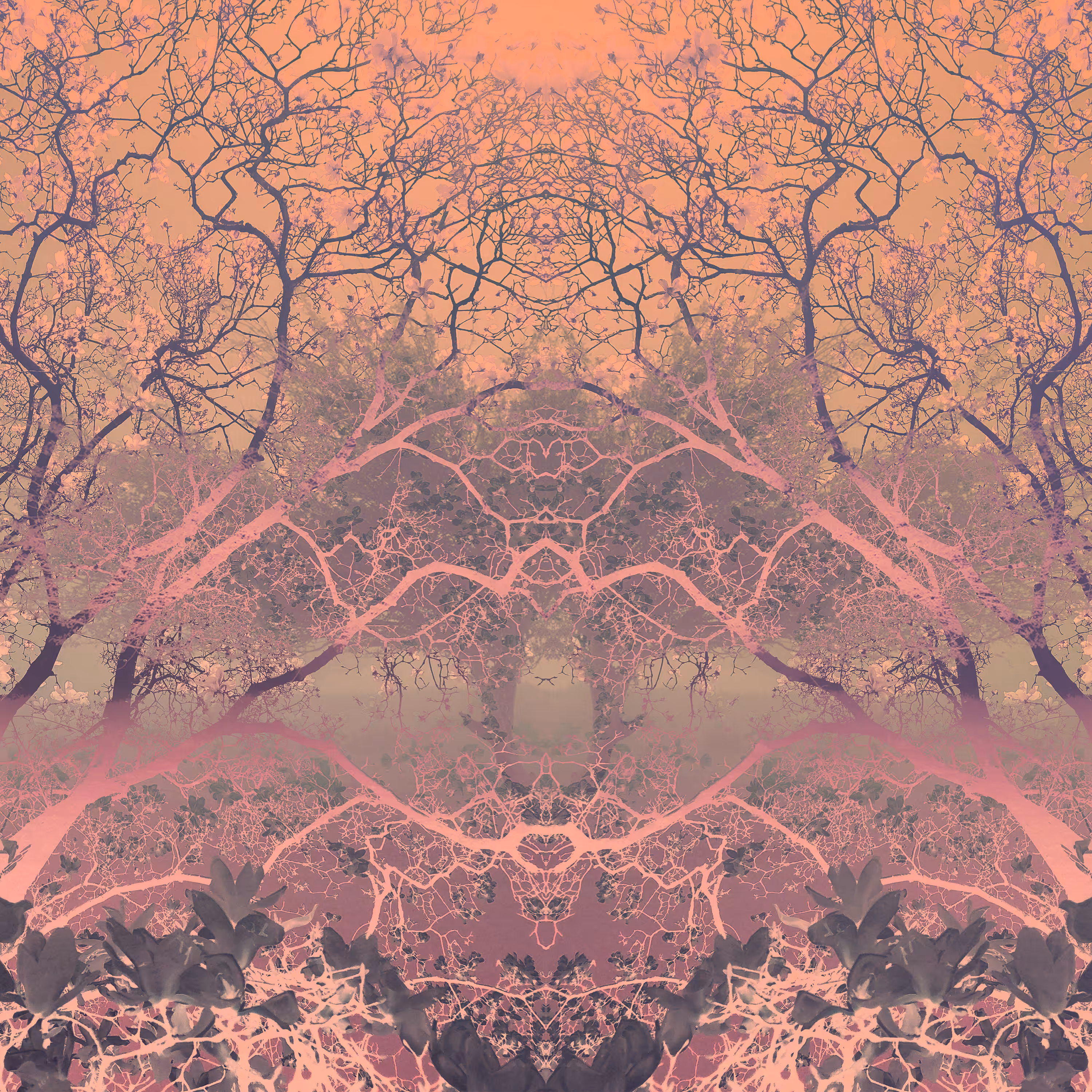 EUPHORIA