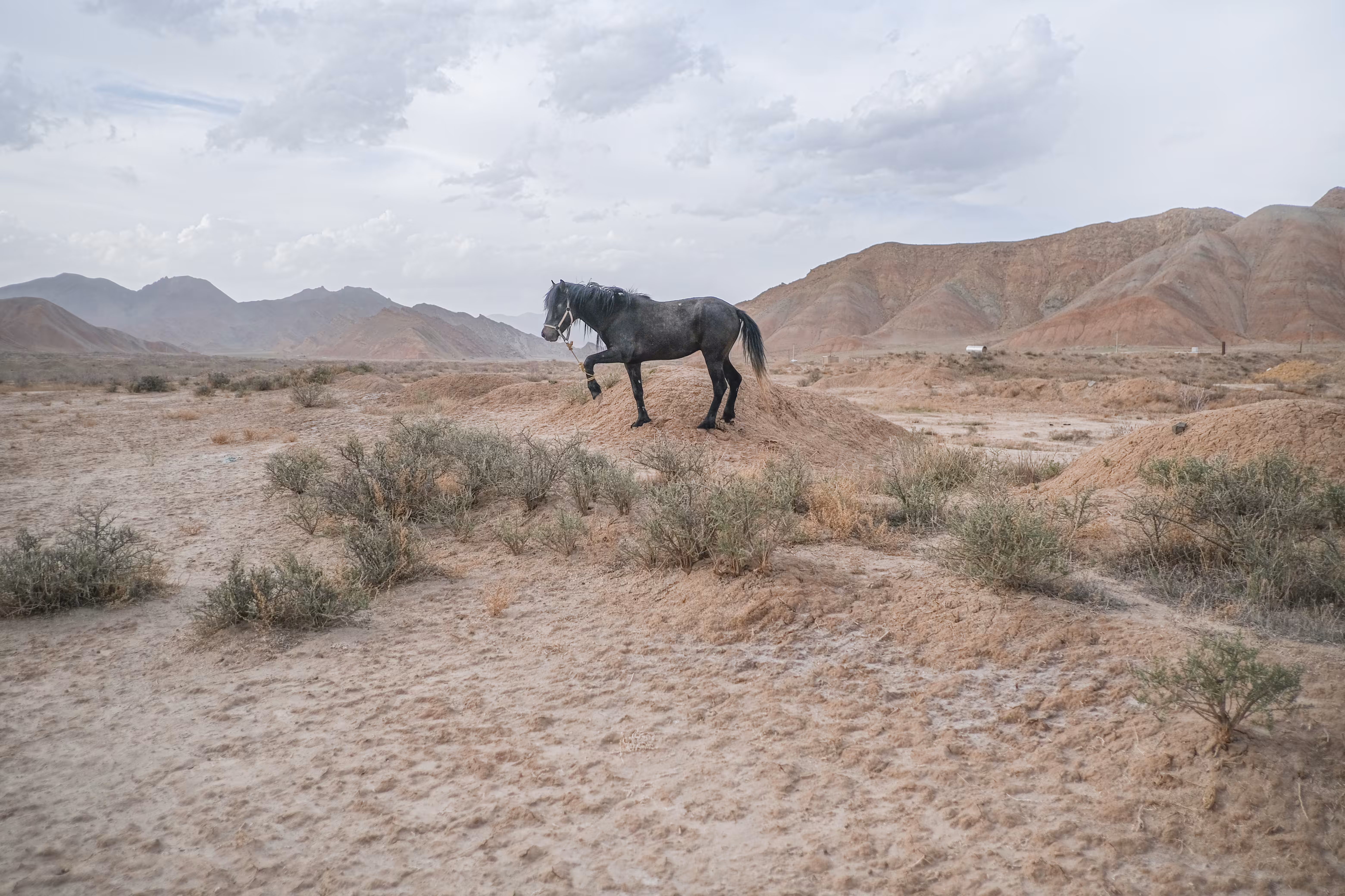 Black horse