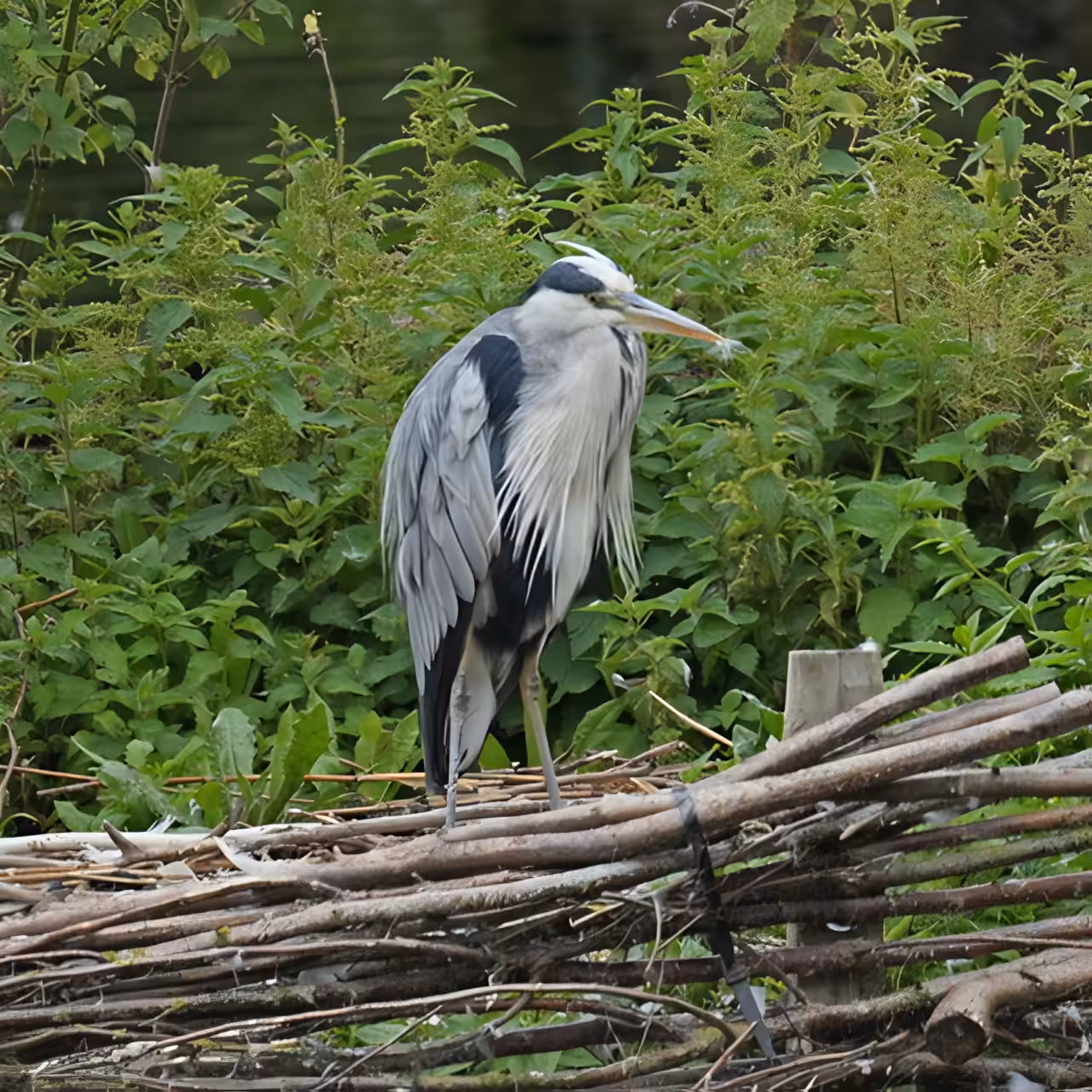 Heron Flow