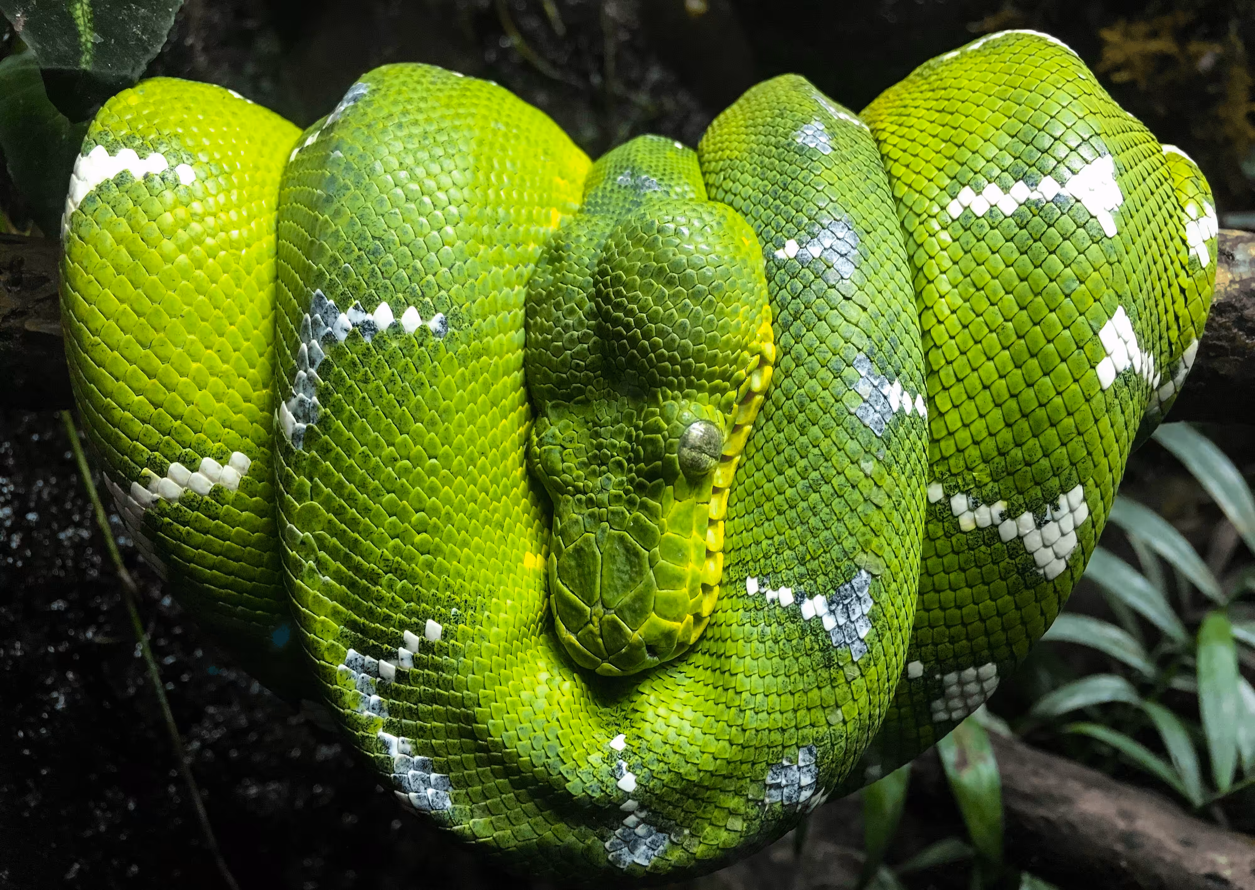 Emerald Tree Boa: Emerald