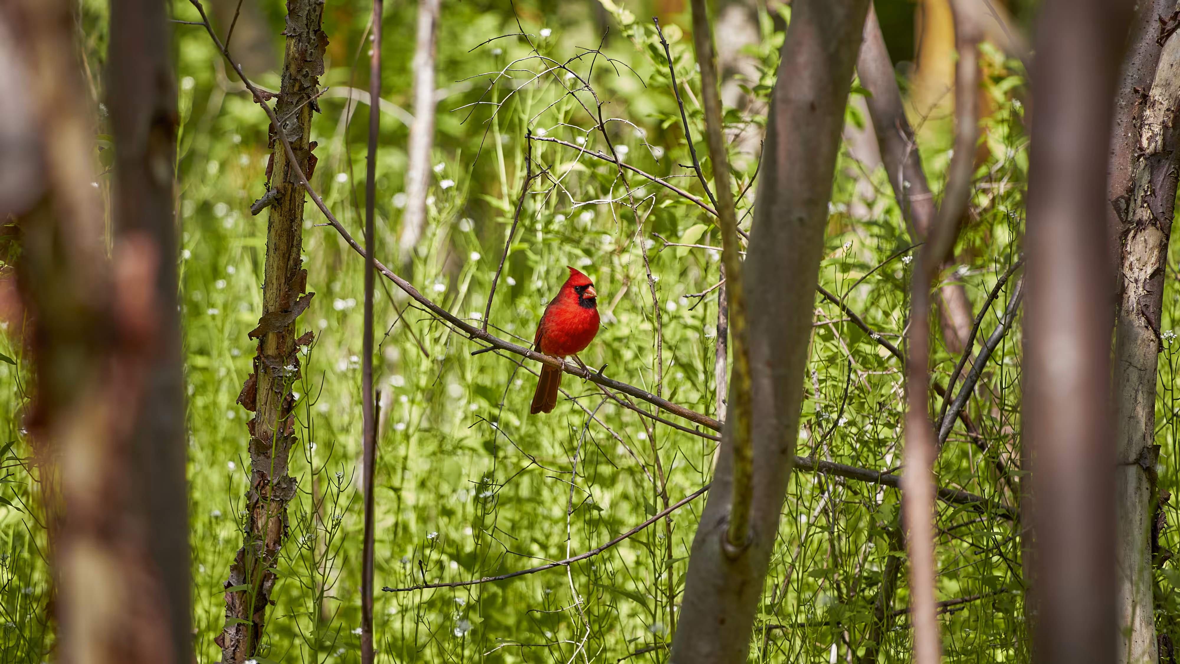 Red in Green