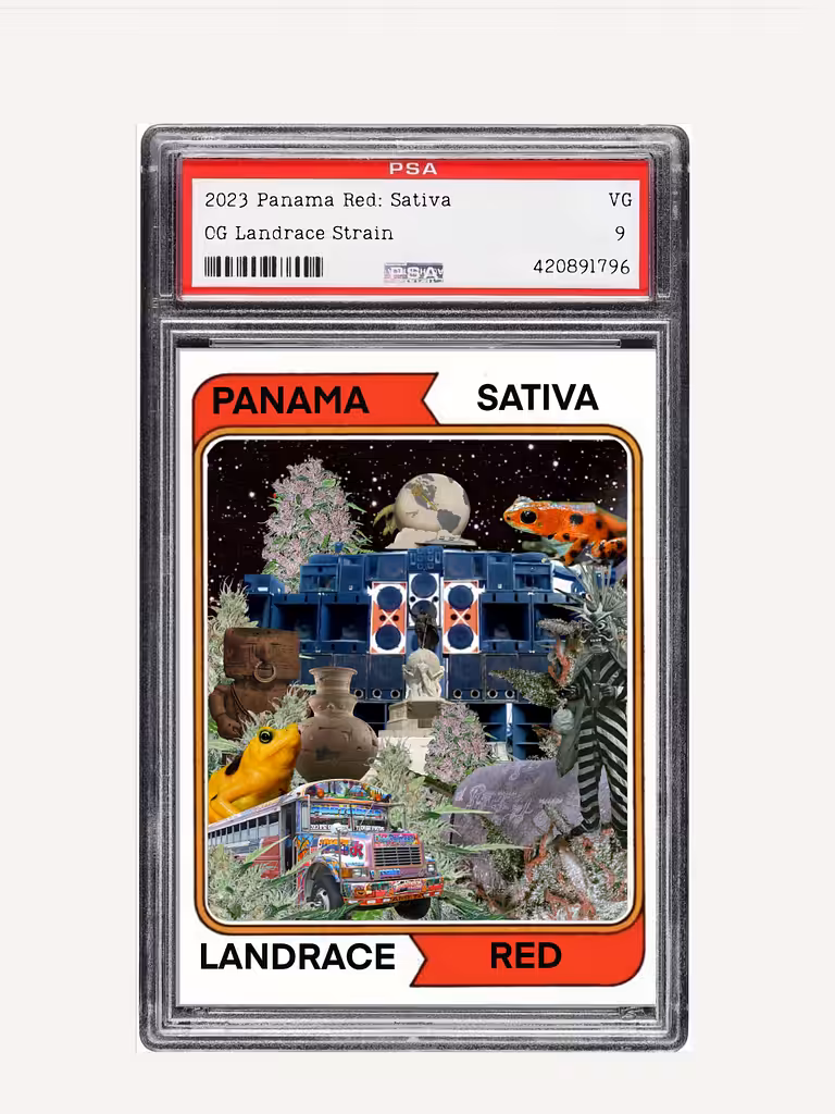 2023 Panama Red TC: Sativa (Landrace/seed)