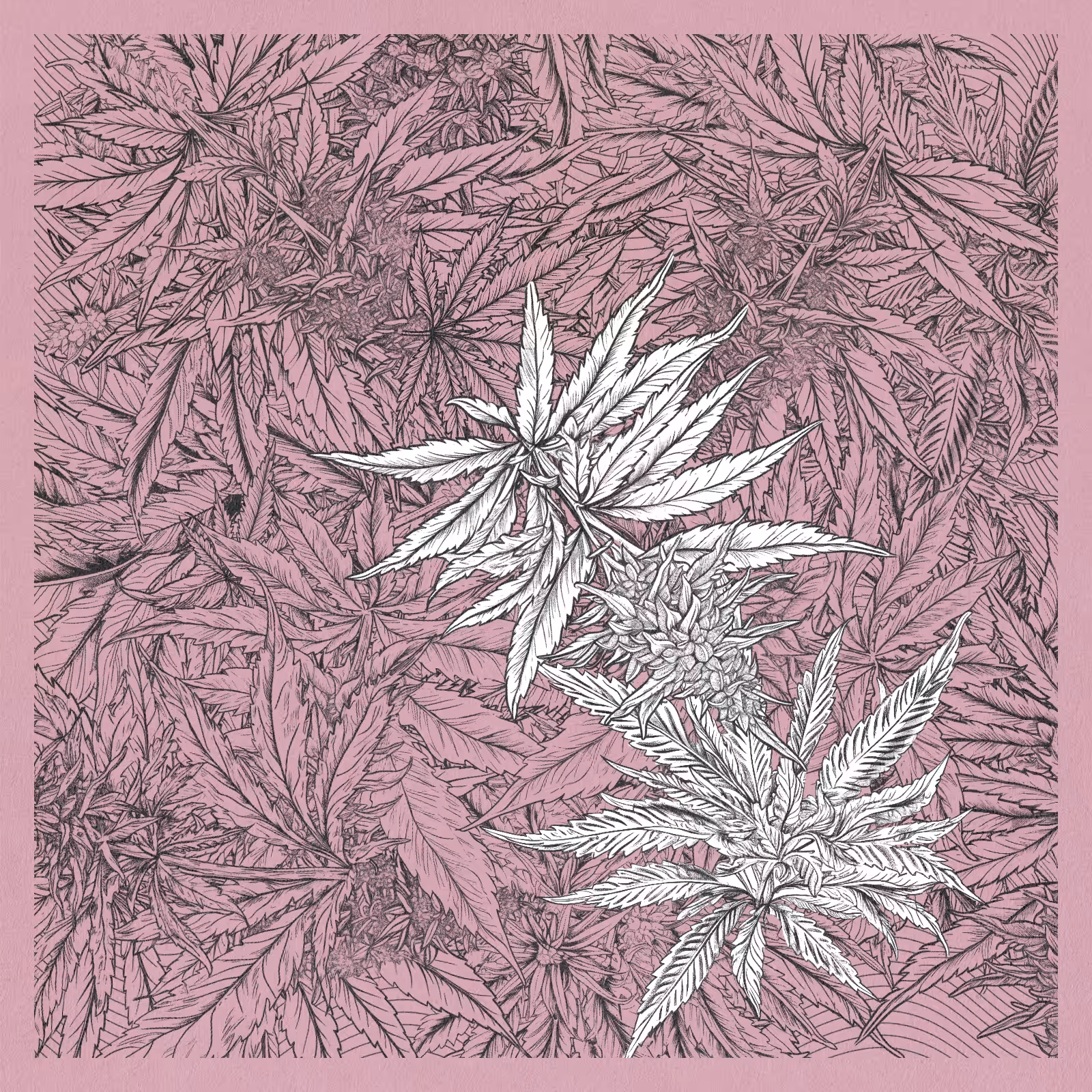 zancannabis #45