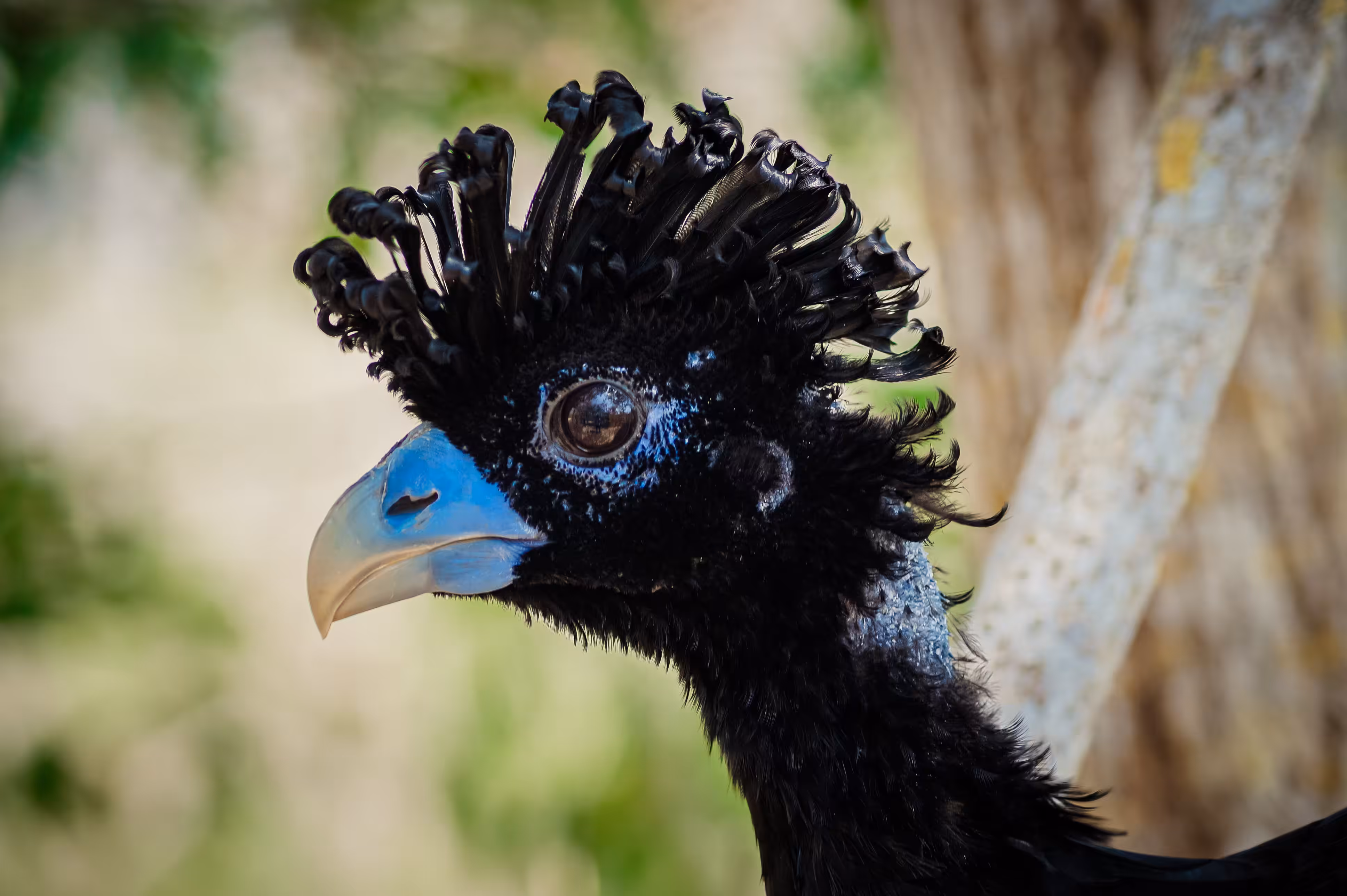Blue-billed Curassow (Crax alberti)