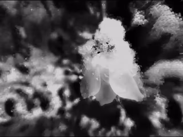 BW Flower