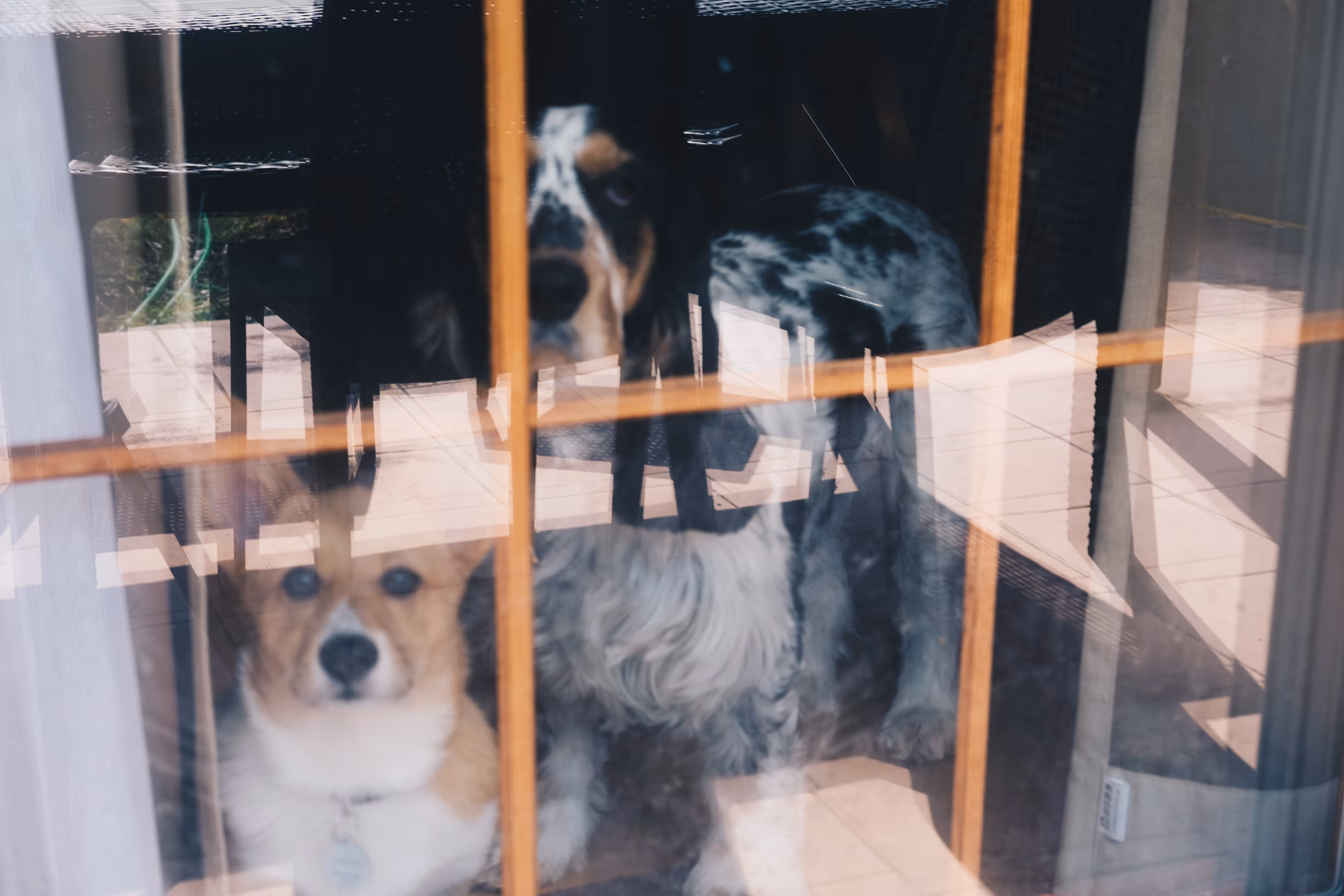 London and Cody
