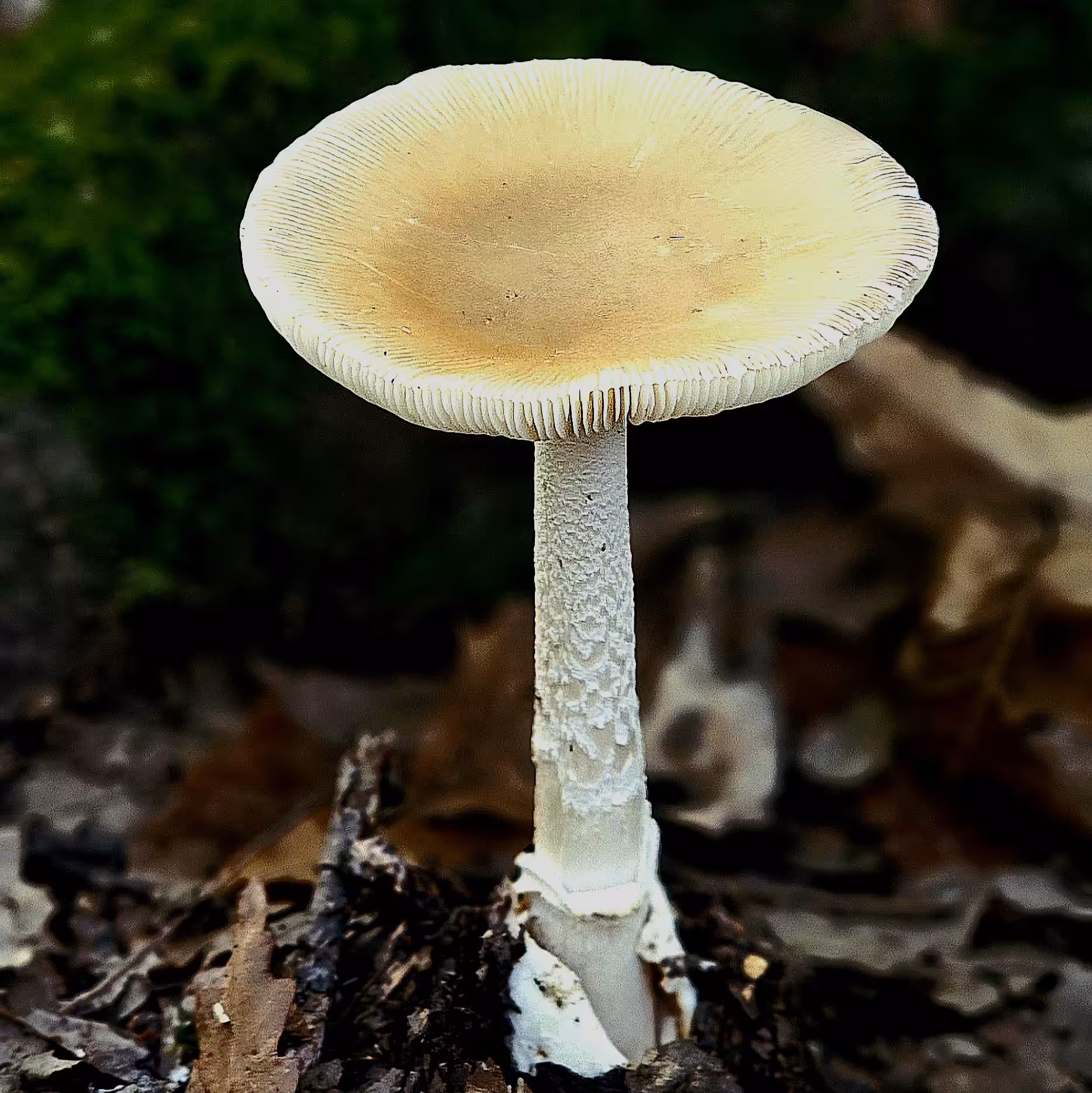 Chateri mushroom #1