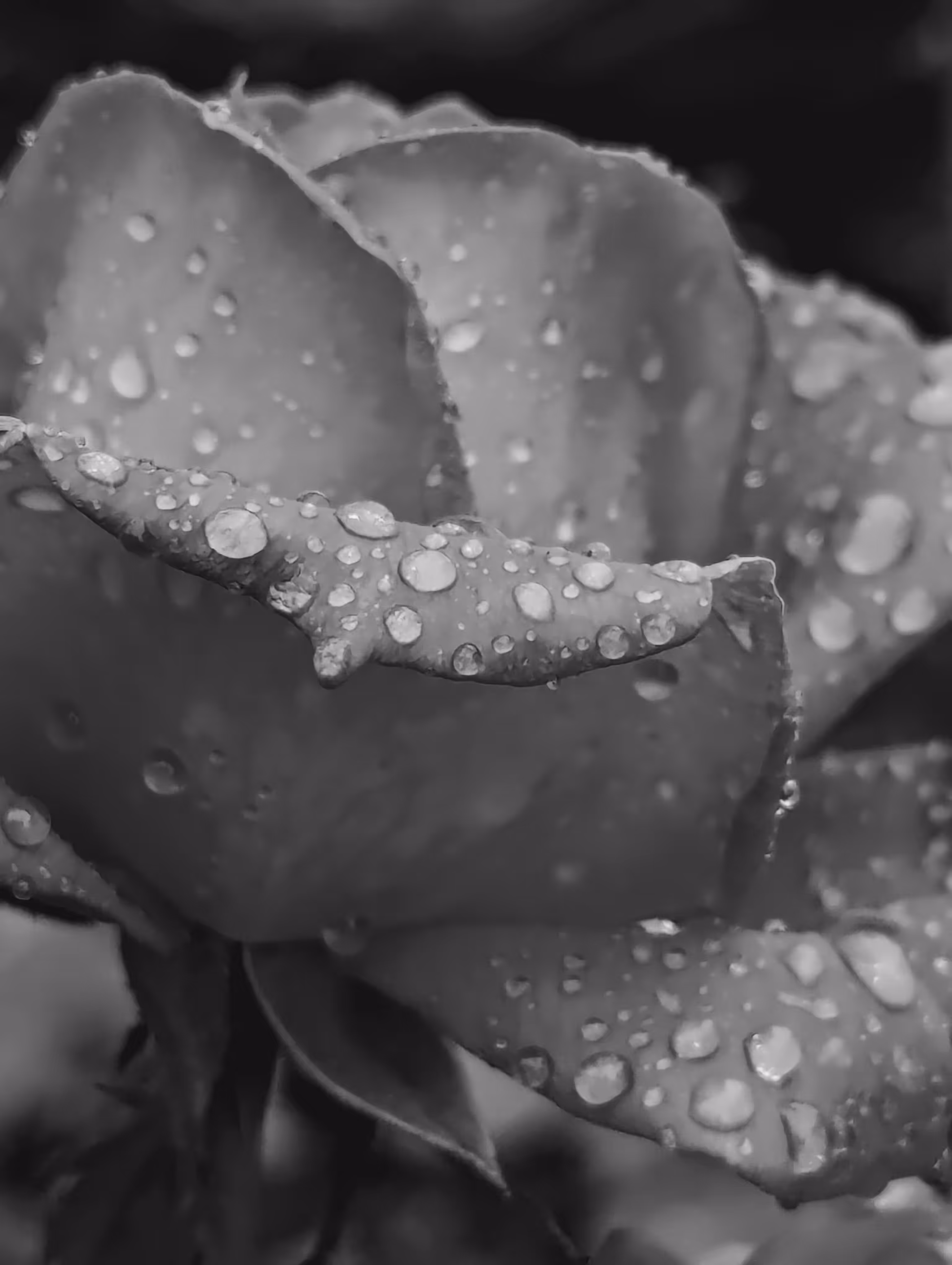 Luke_0x1 Photography : On the crest of the rose