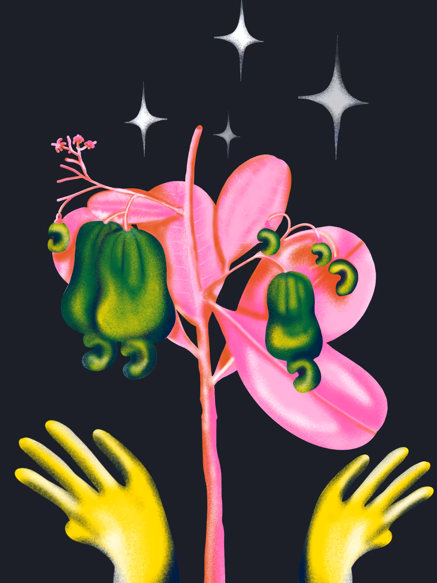 Caju