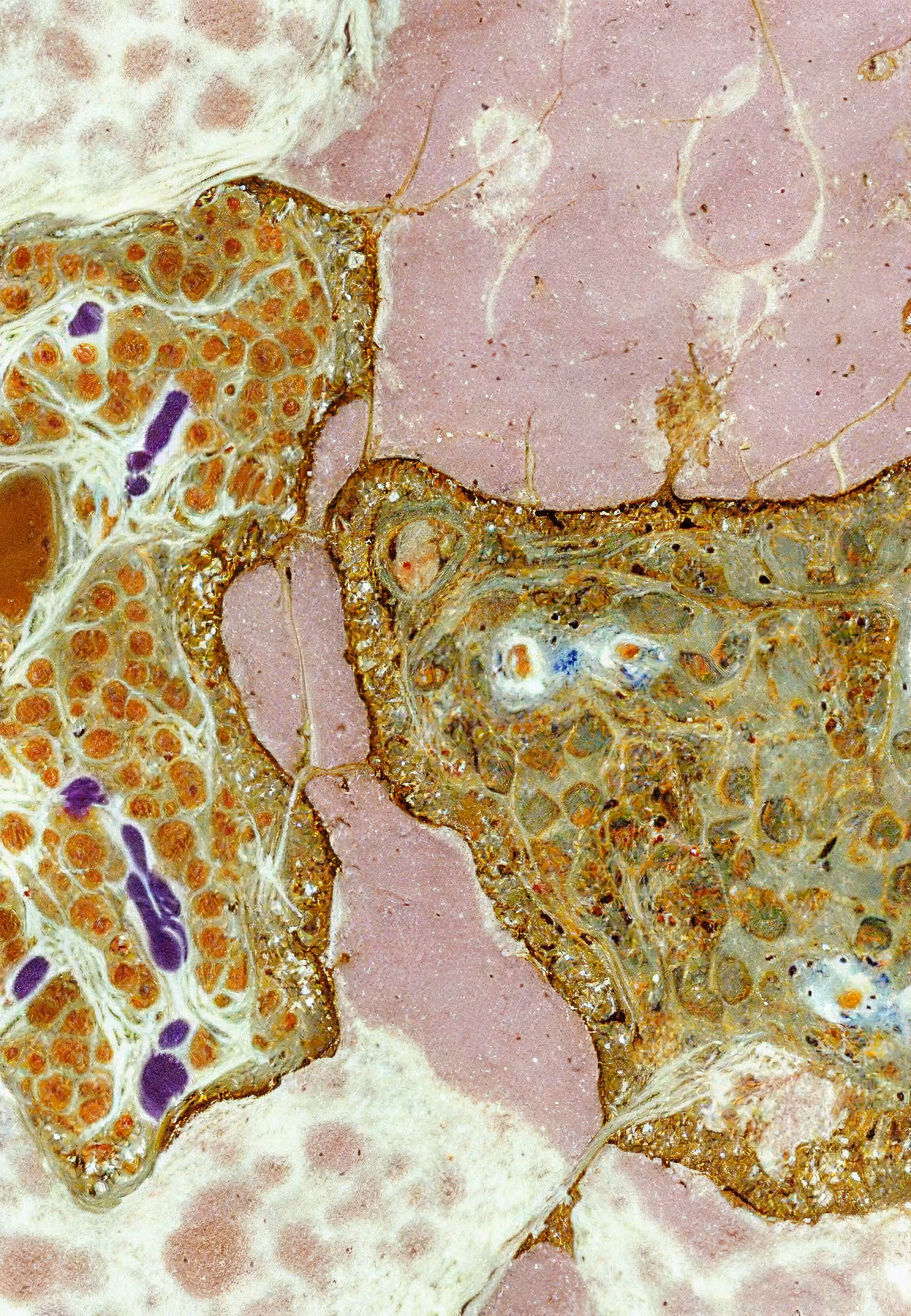 Histologia In Silico #255