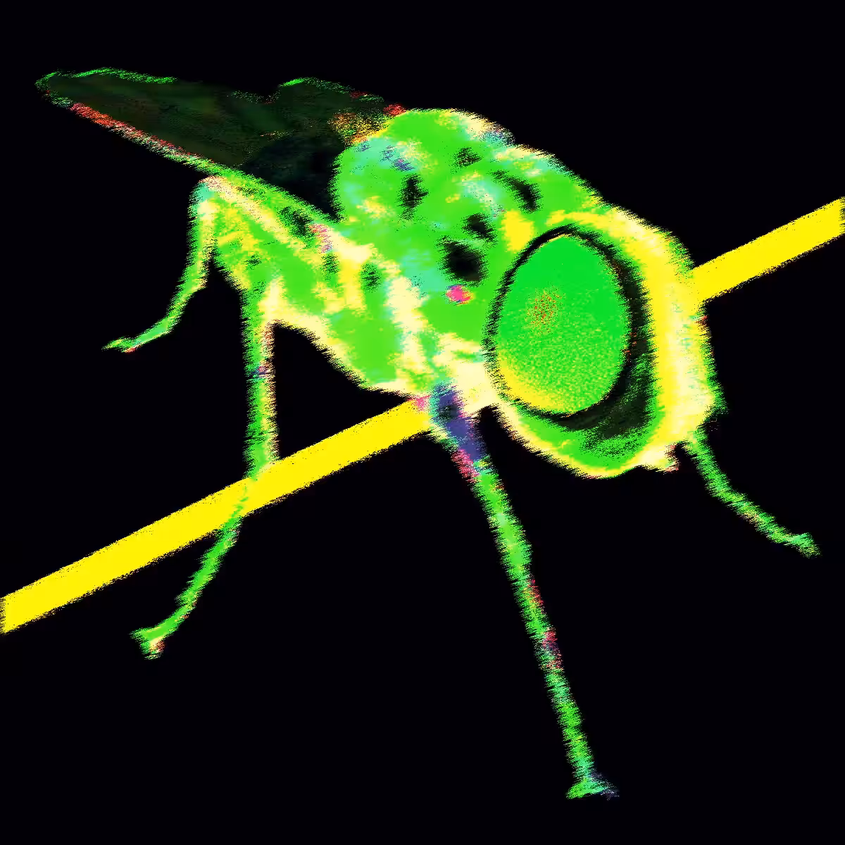 BUZZ OFF!!!