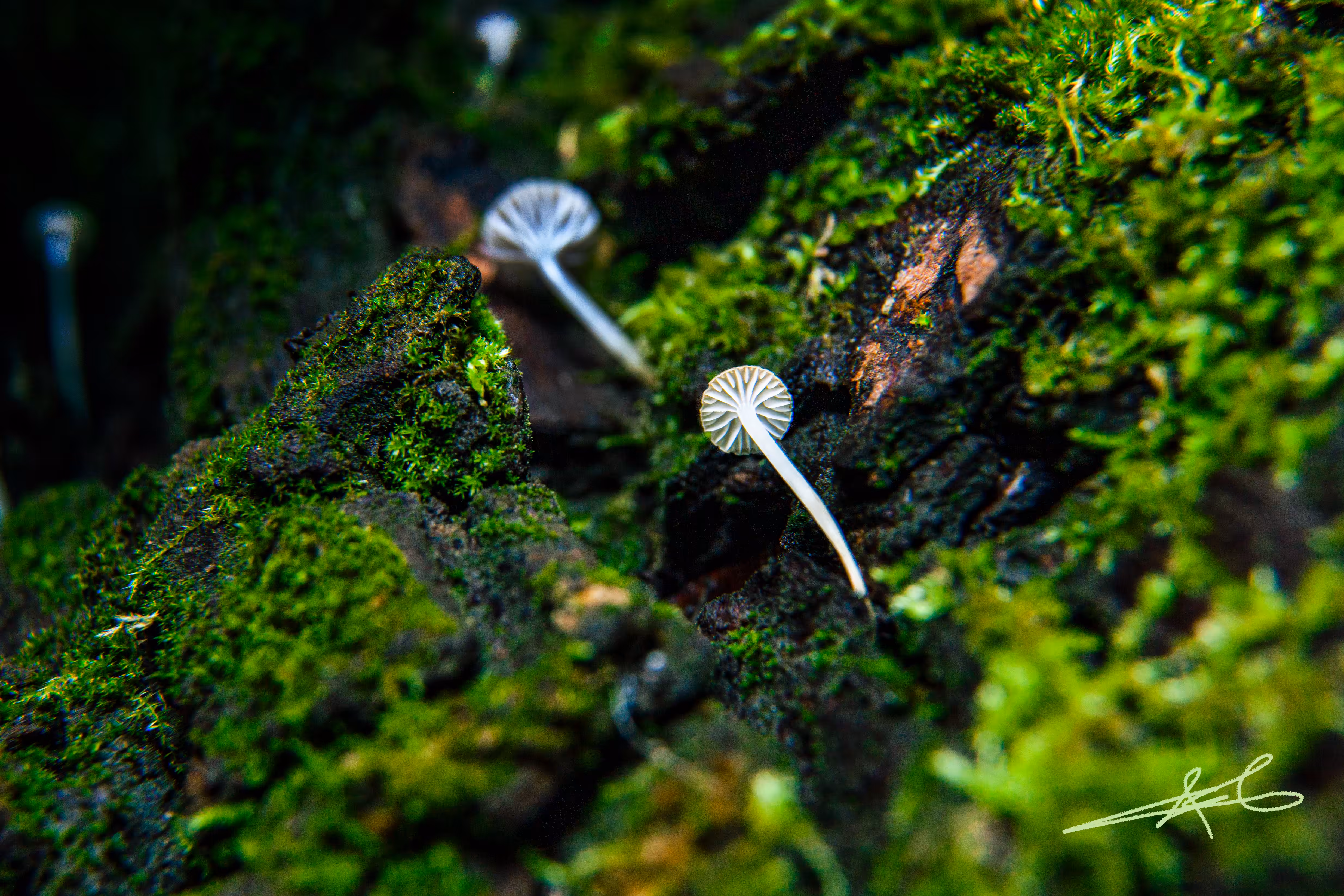 Tree Shrooms