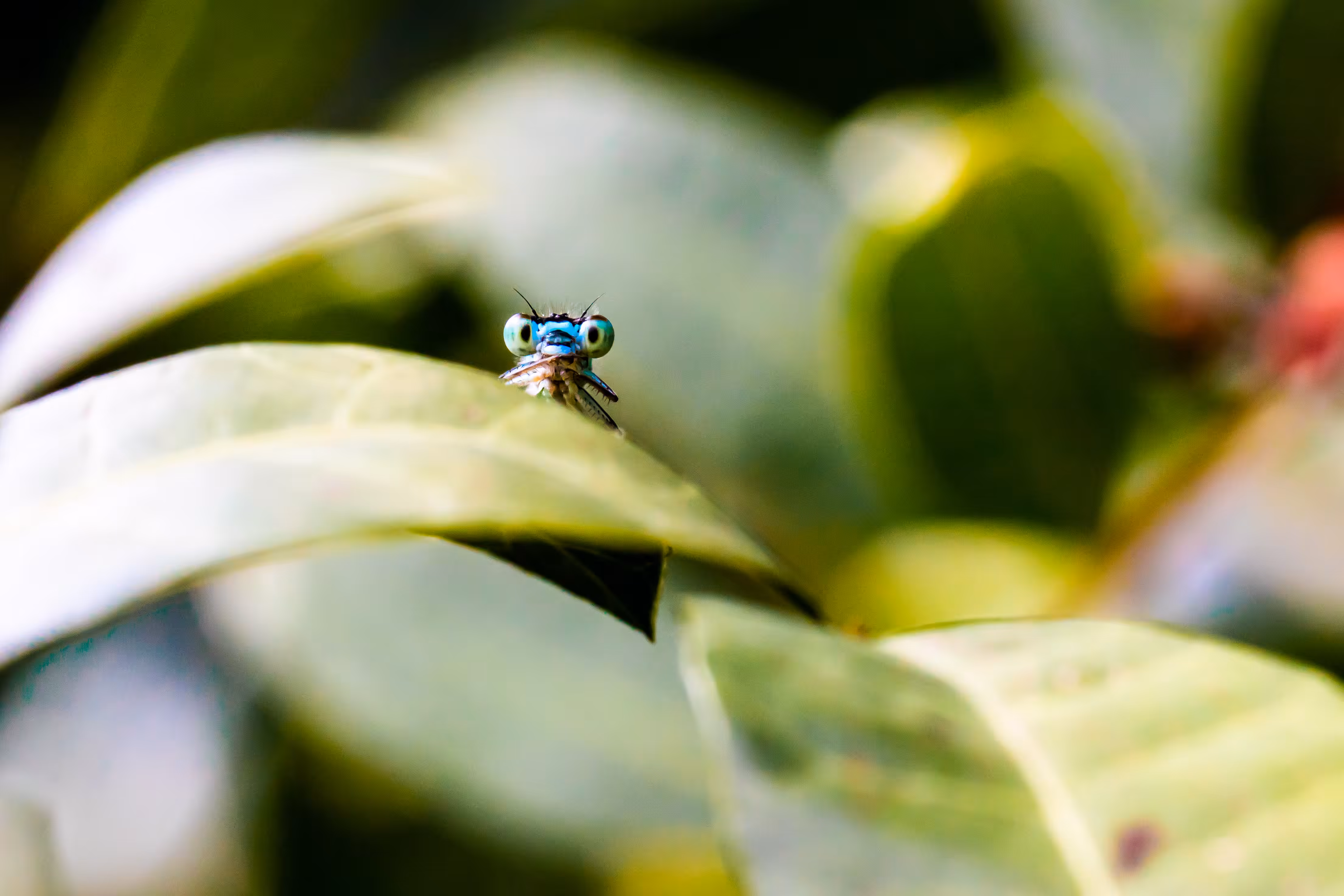 Common bluetail damselfly
