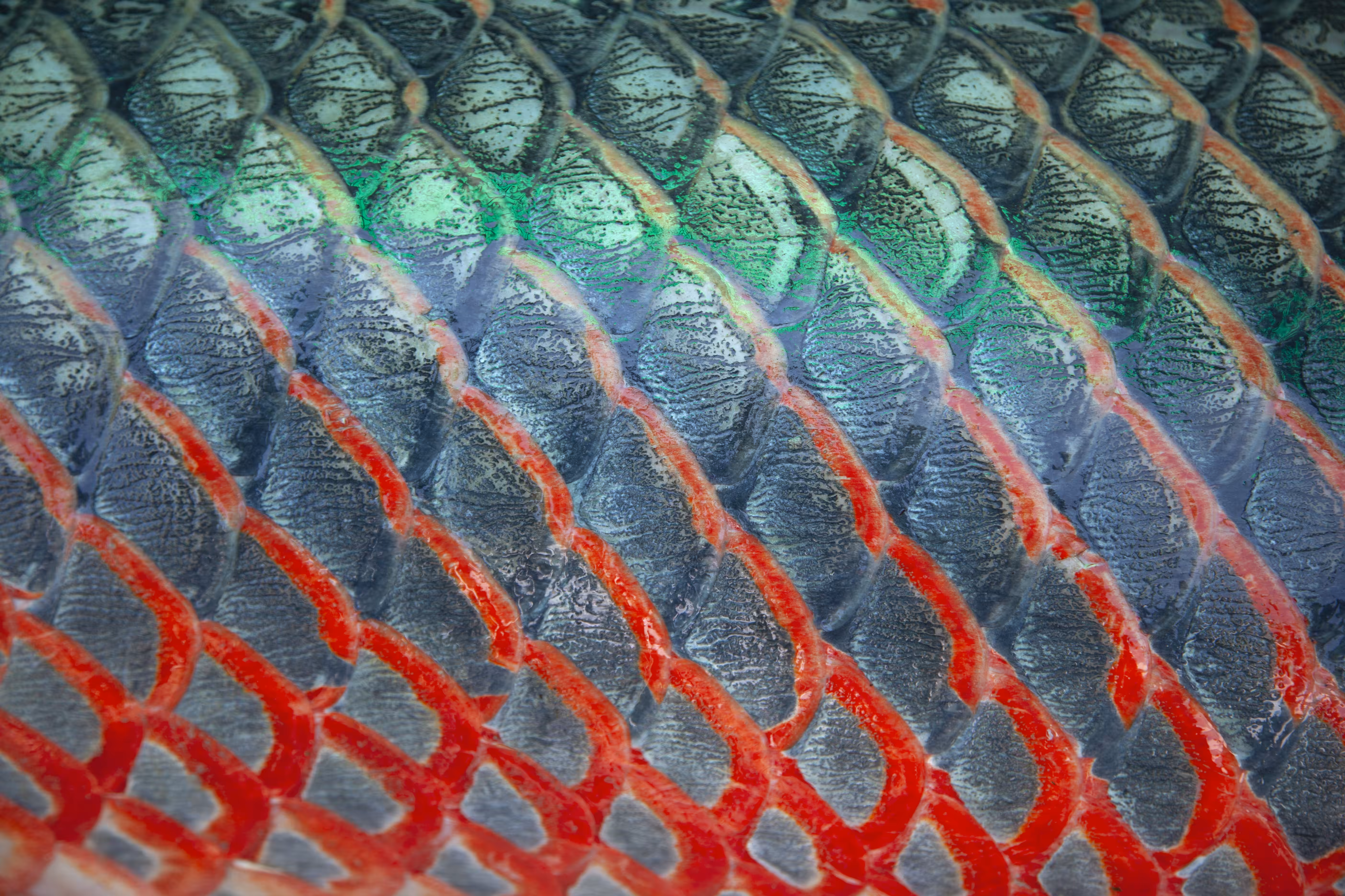 Foodways Amazonia