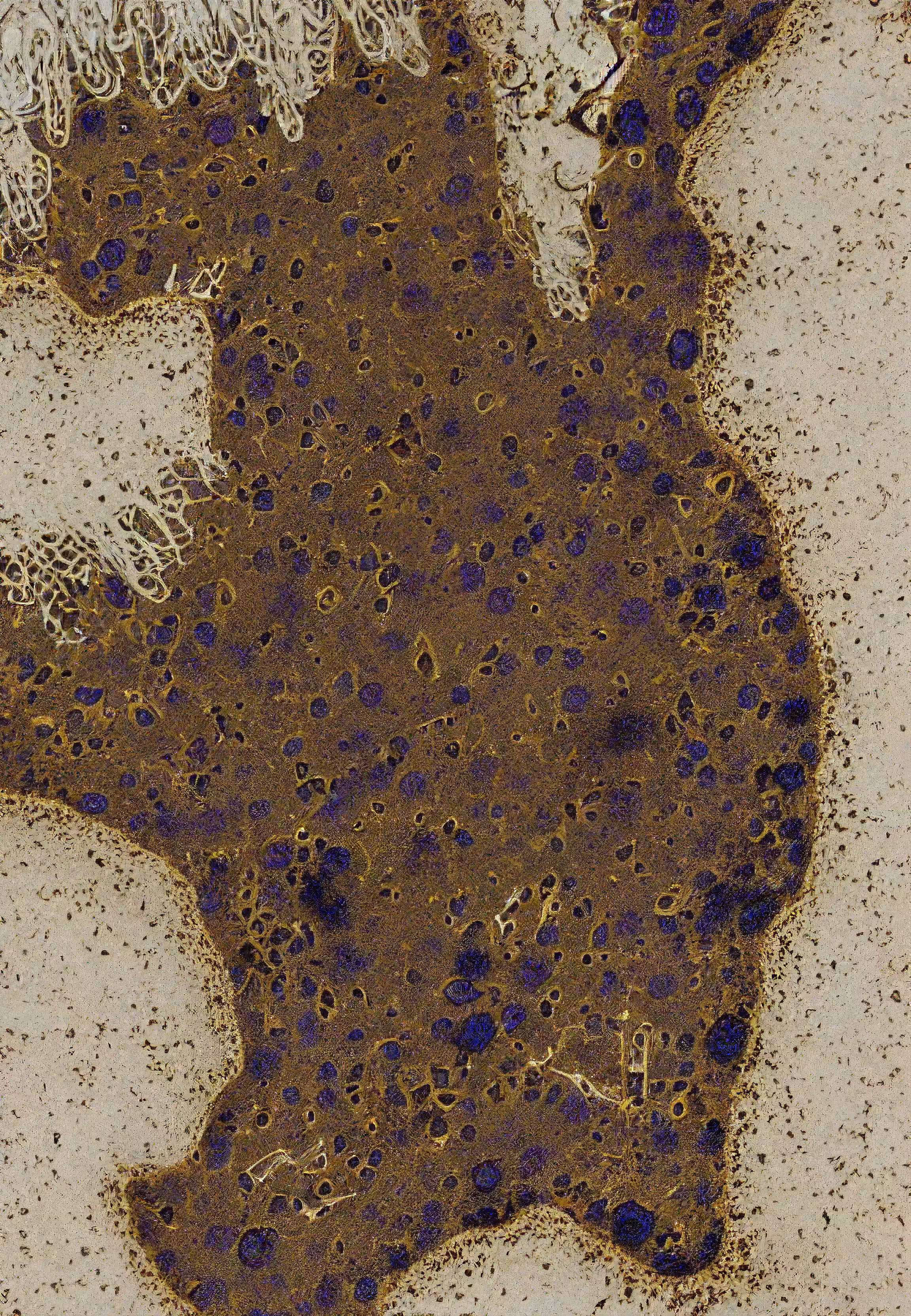 In Vivo, In Vitro, In Silico: Histologia In Silico #91