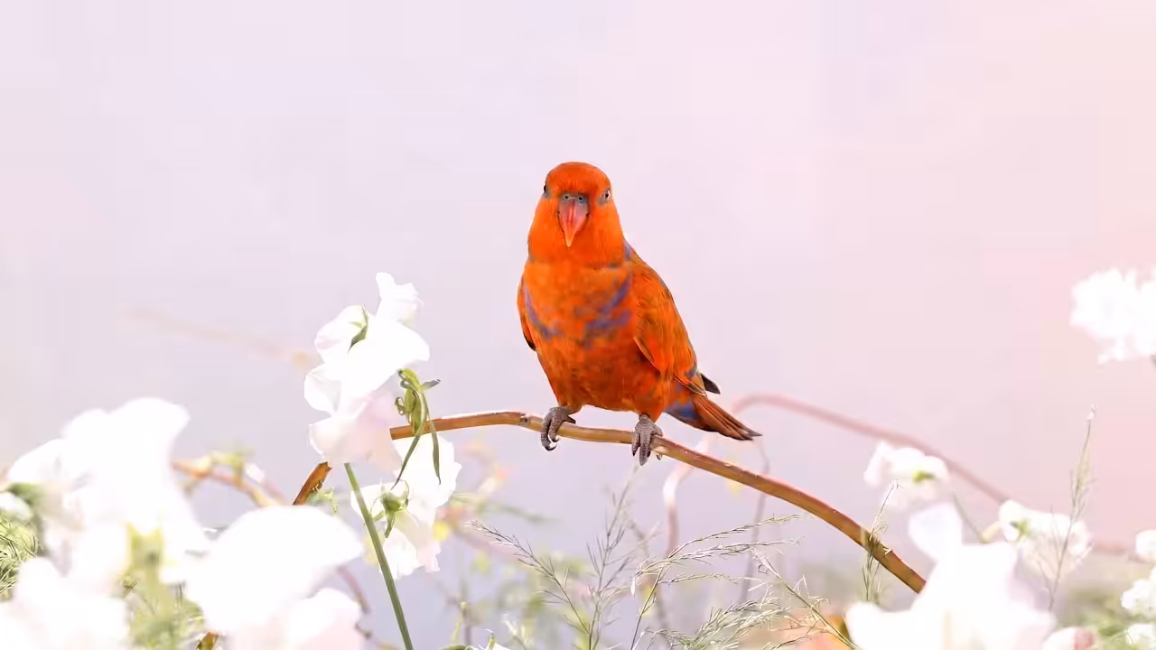 Birds Observations: Zest, A Place Between