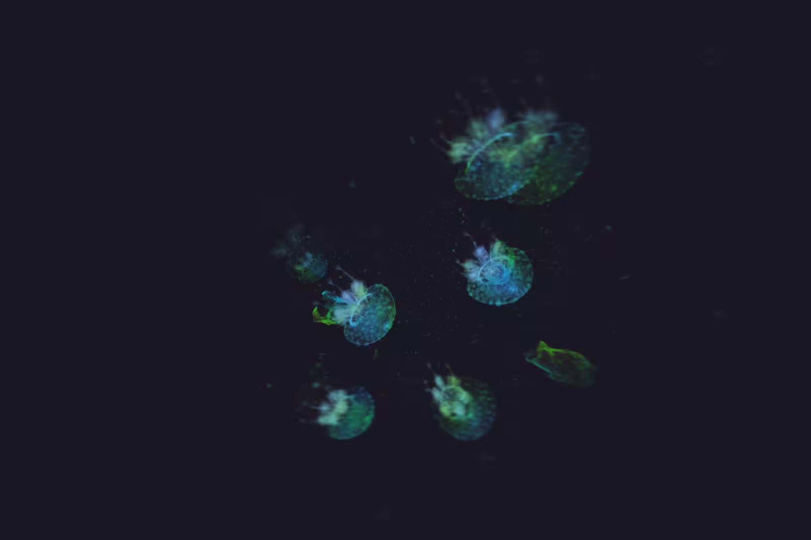 Turtle Vision #228