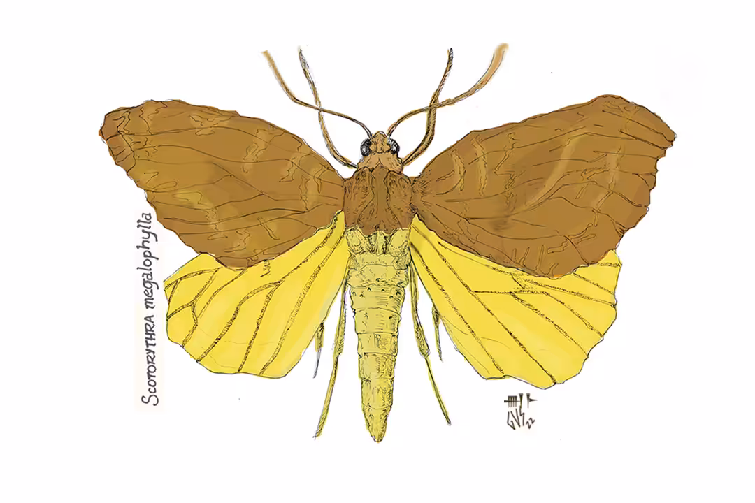 Kona Giant Looper Moth