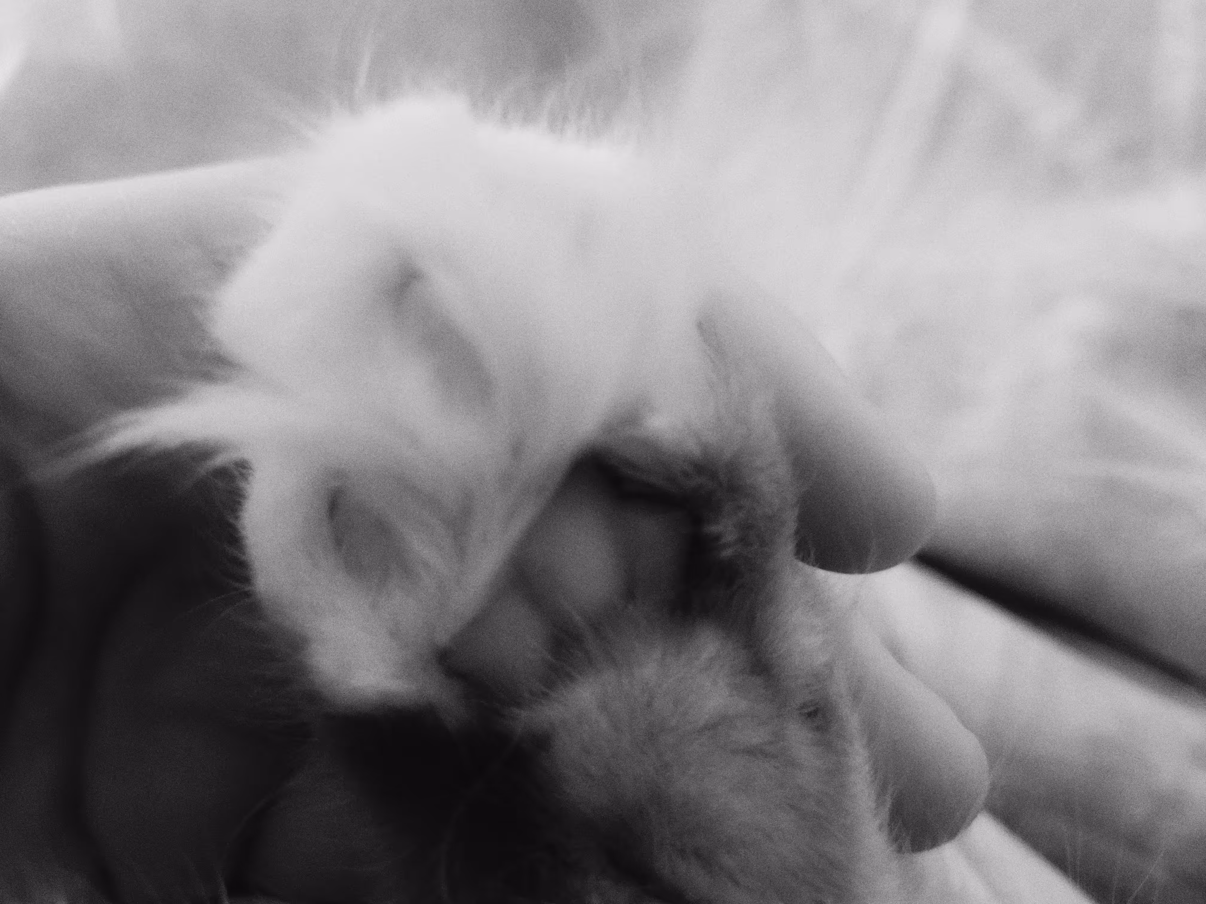 Cat Diaries