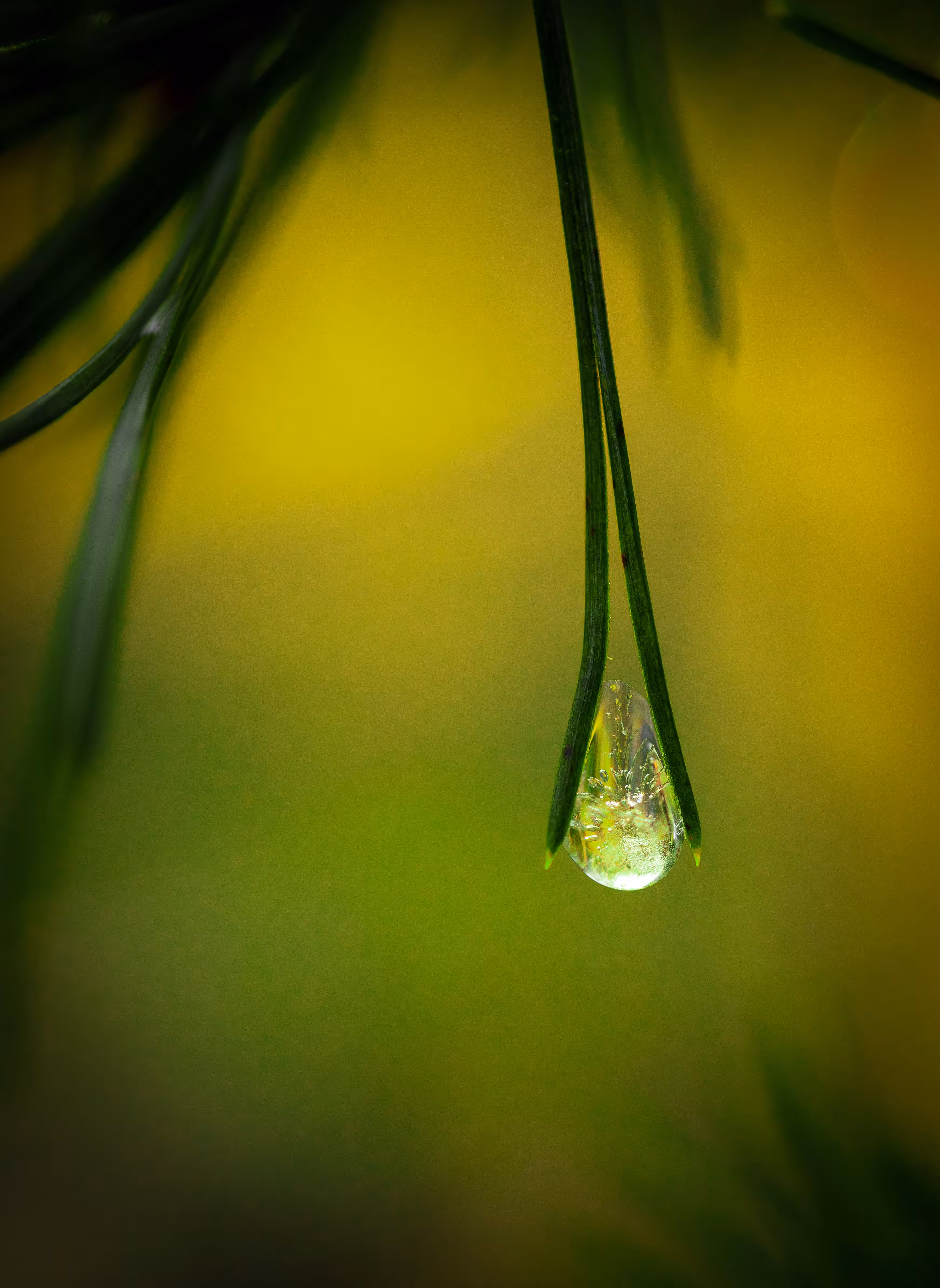 Resting Raindrops #03