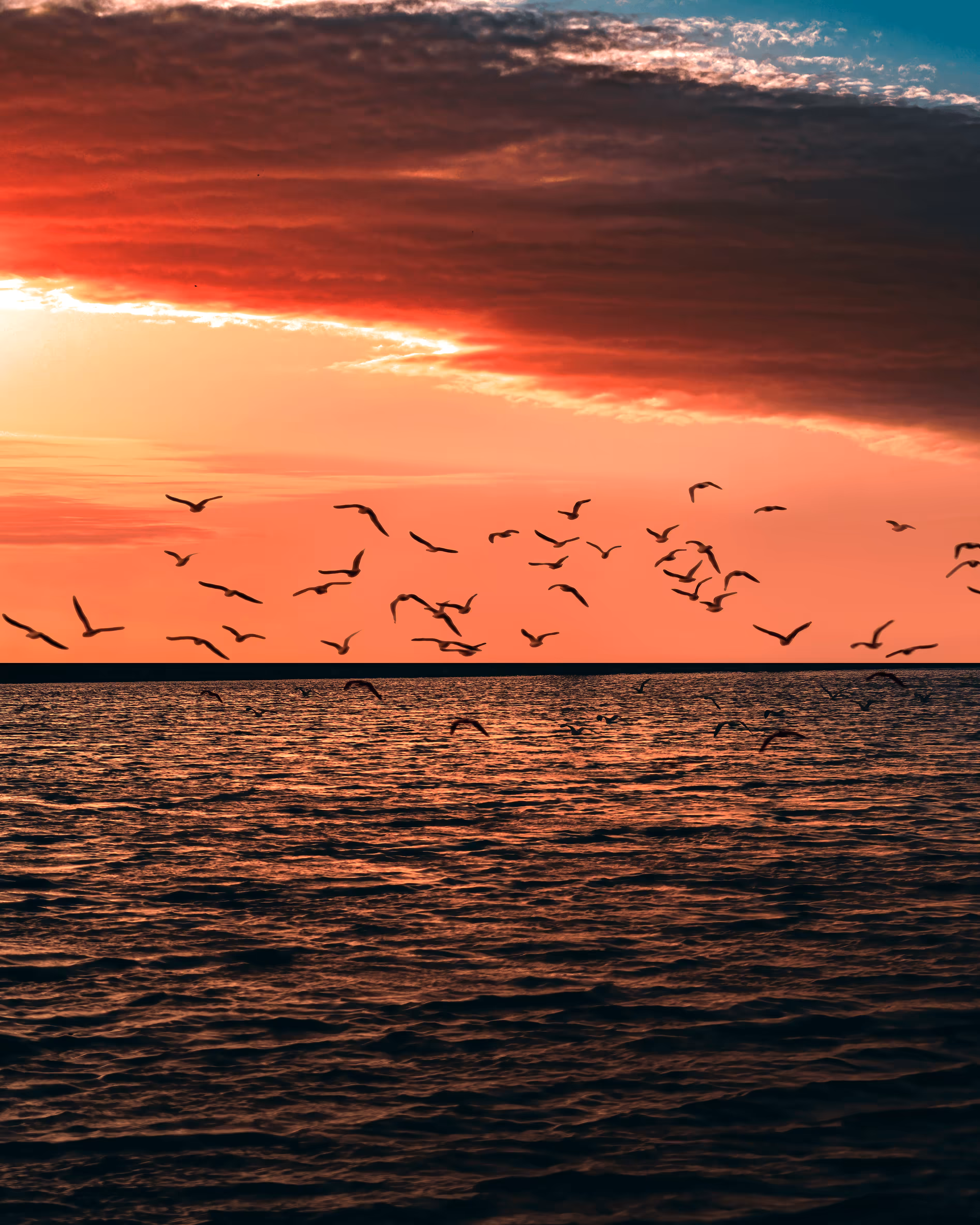 Flock of us #48